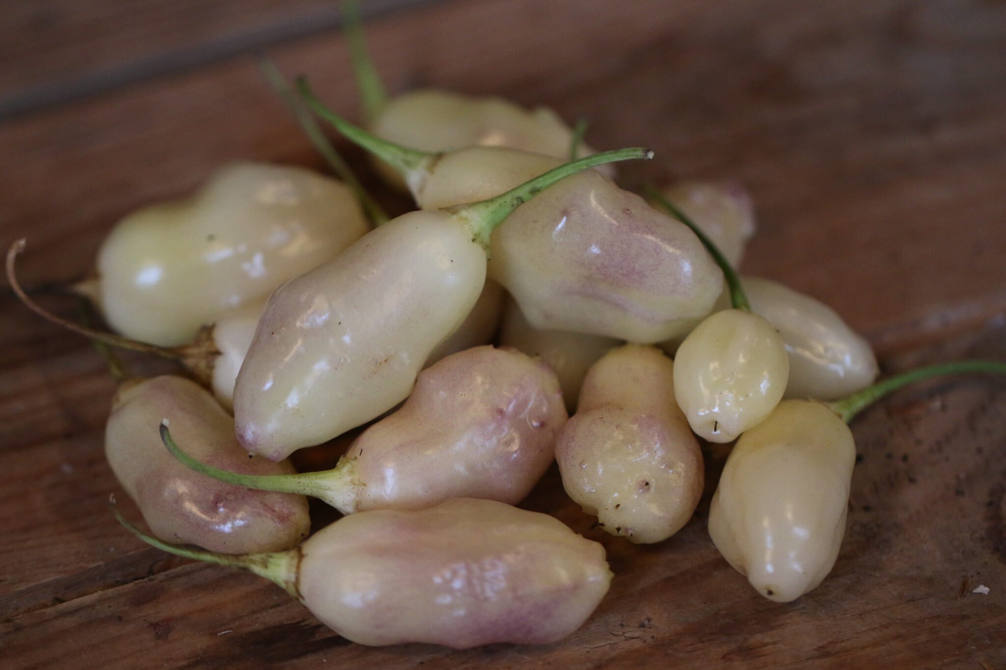 Köp White Pineapple - Chilifrön online hos Svenska Frön White Pineapple - Svenskodlade chilifrön från Svenska Frön