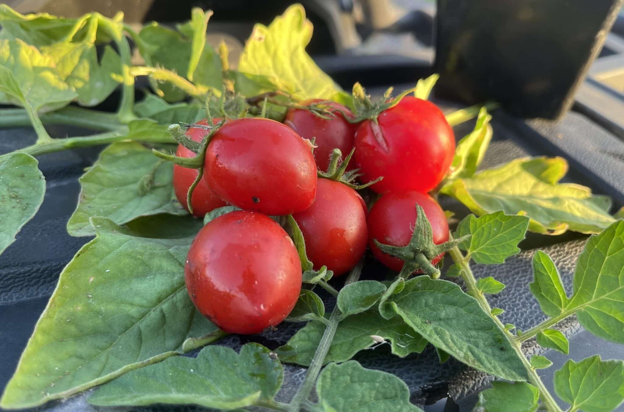 Köp Totem - Tomatfrön online hos Svenska Frön Totem - Svenskodlade tomatfrön från Svenska Frön