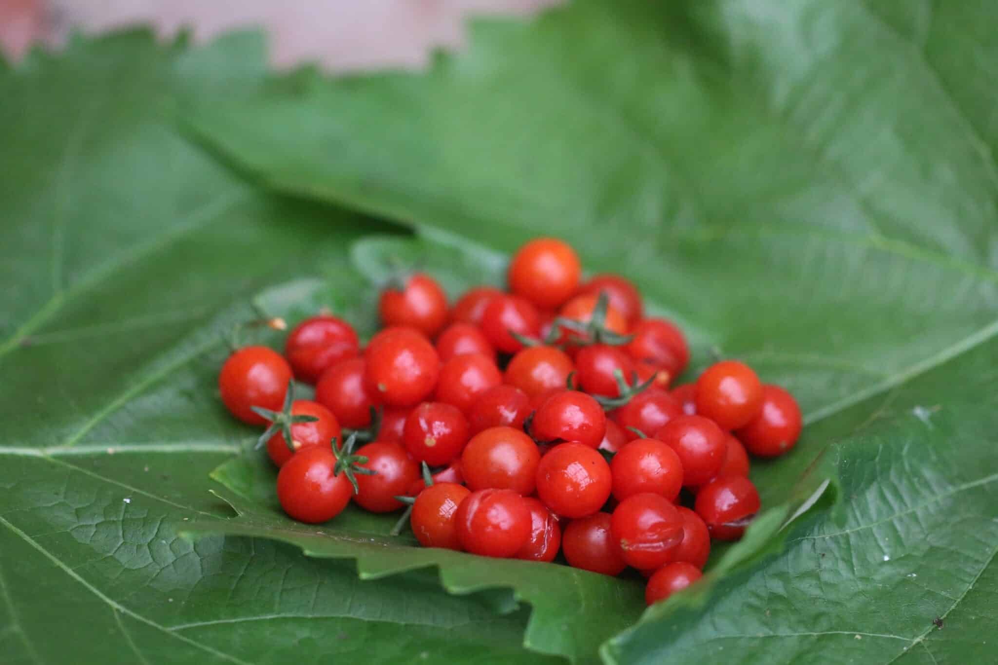 Köp Currant Sweet Pea - Tomatfrön online hos Svenska Frön Currant Sweet Pea - Svenskodlade tomatfrön från Svenska Frön