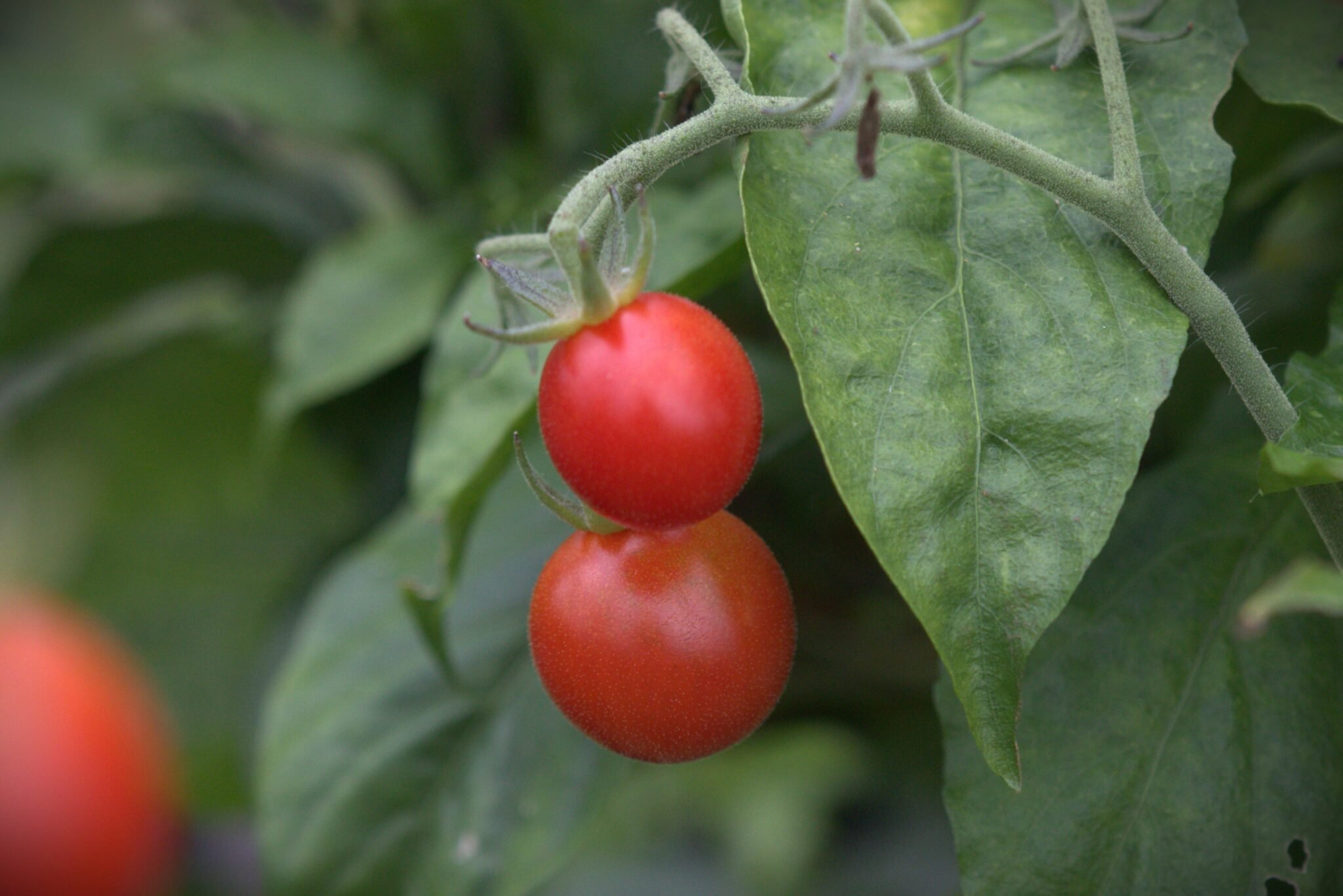 Köp Loco - Tomatfrön online hos Svenska Frön Loco - Svenskodlade tomatfrön från Svenska Frön