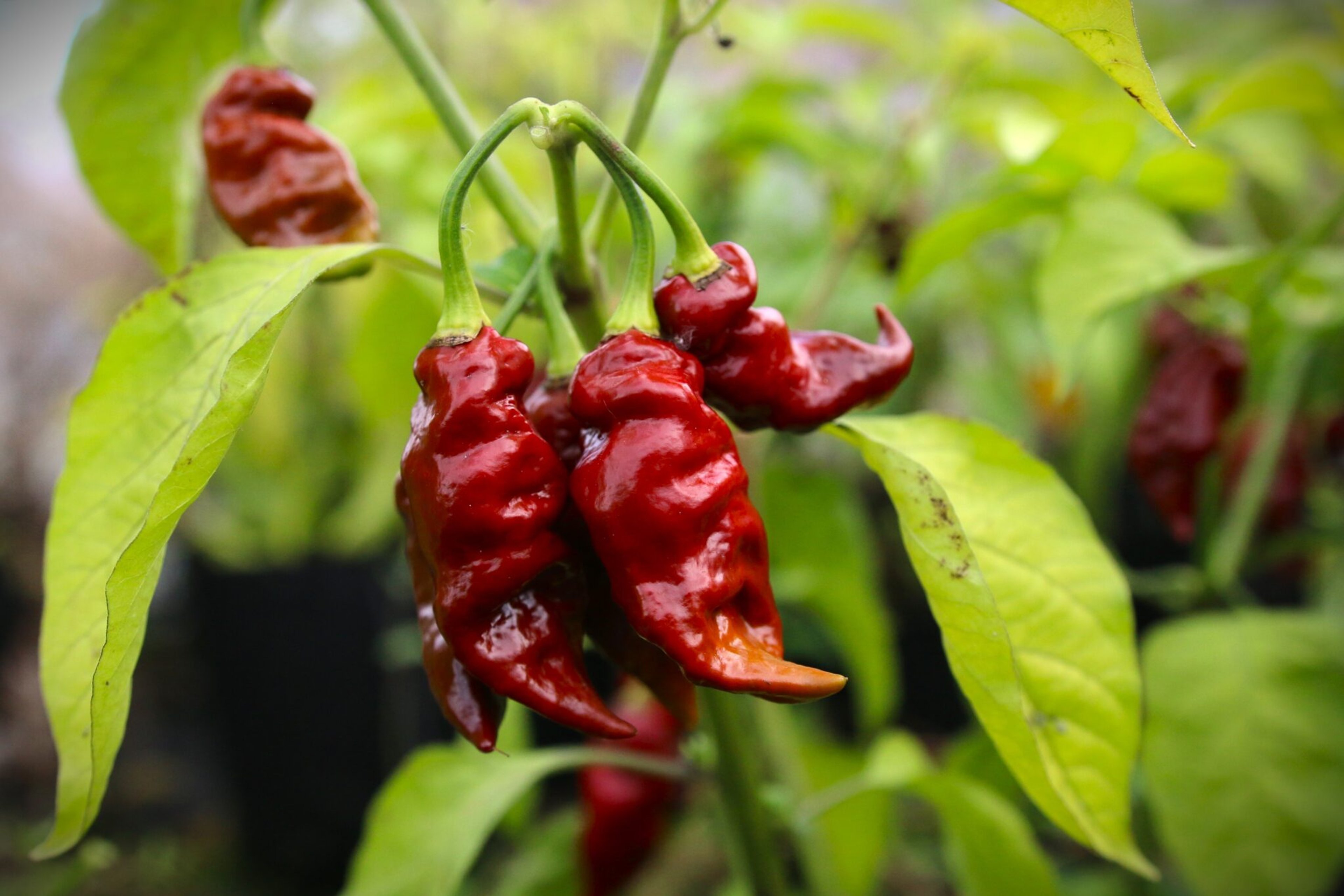 Clavo X Chocolate Reaper - Svenskodlade chilifrön från Svenska Frön