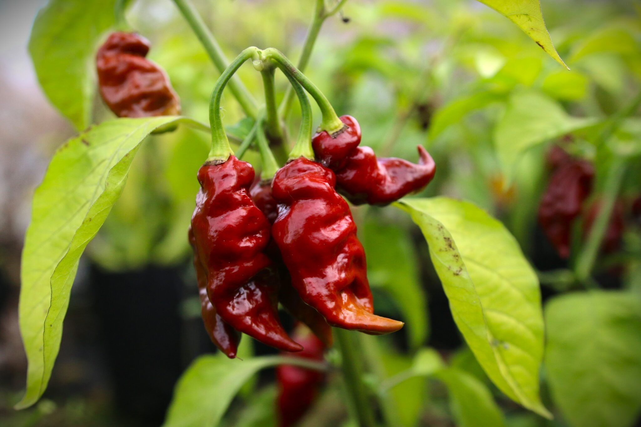 Köp Clavo X Chocolate Reaper - Chilifrön online hos Svenska Frön Clavo X Chocolate Reaper - Svenskodlade chilifrön från Svenska Frön