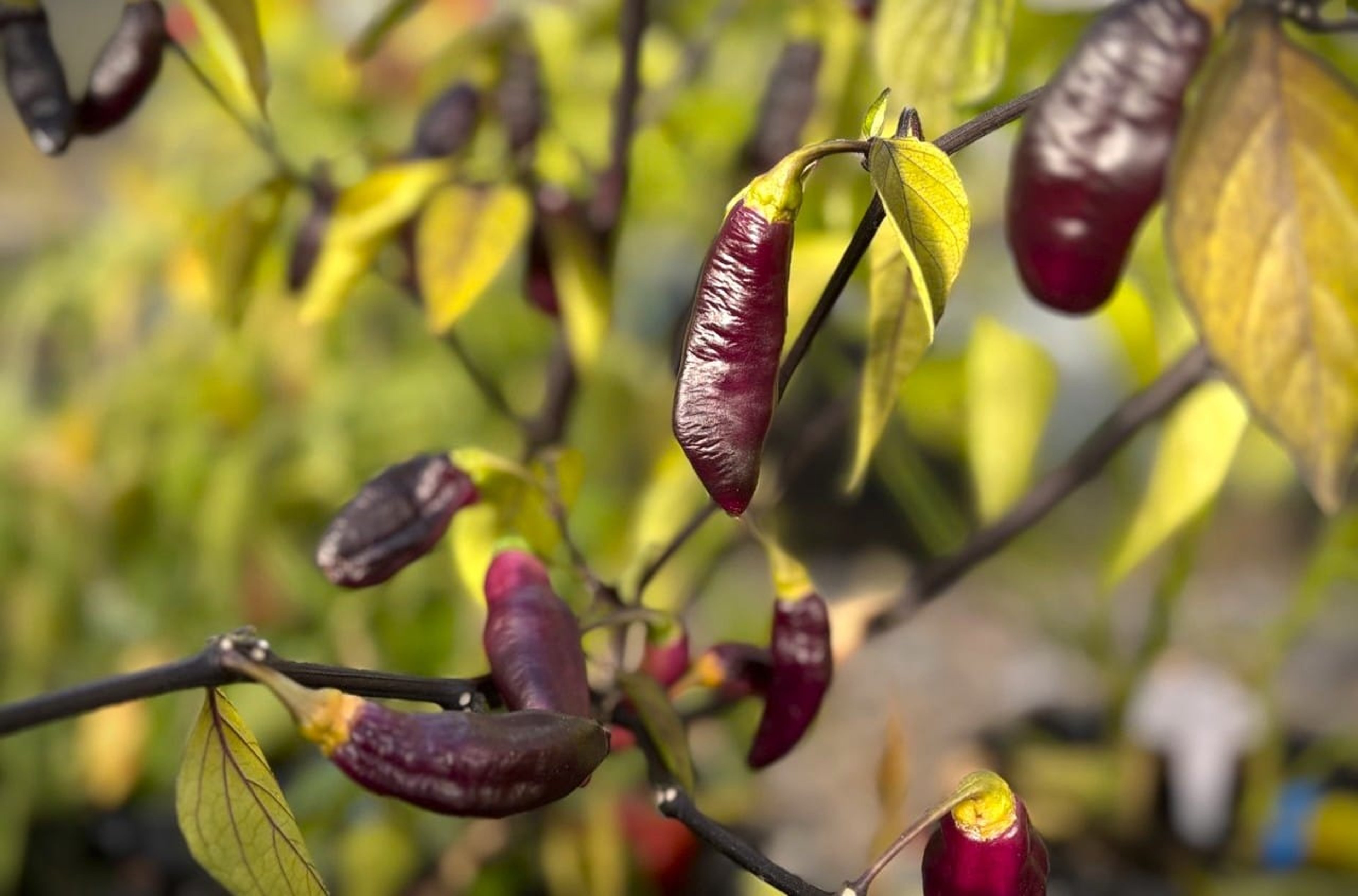 Pimenta da Neyde - Svenskodlade chilifrön från Svenska Frön