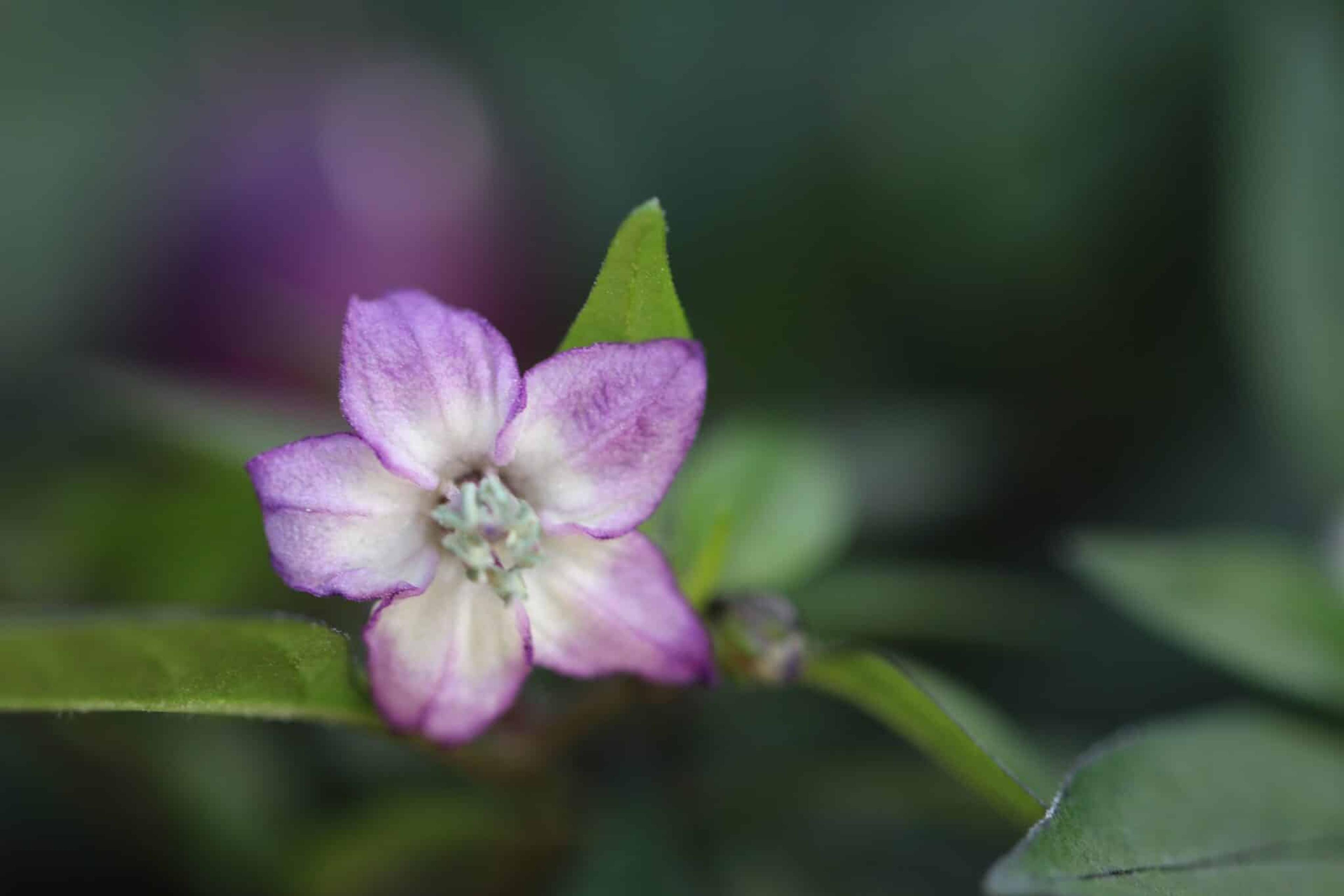 Pretty Purple miniatyrbild 3