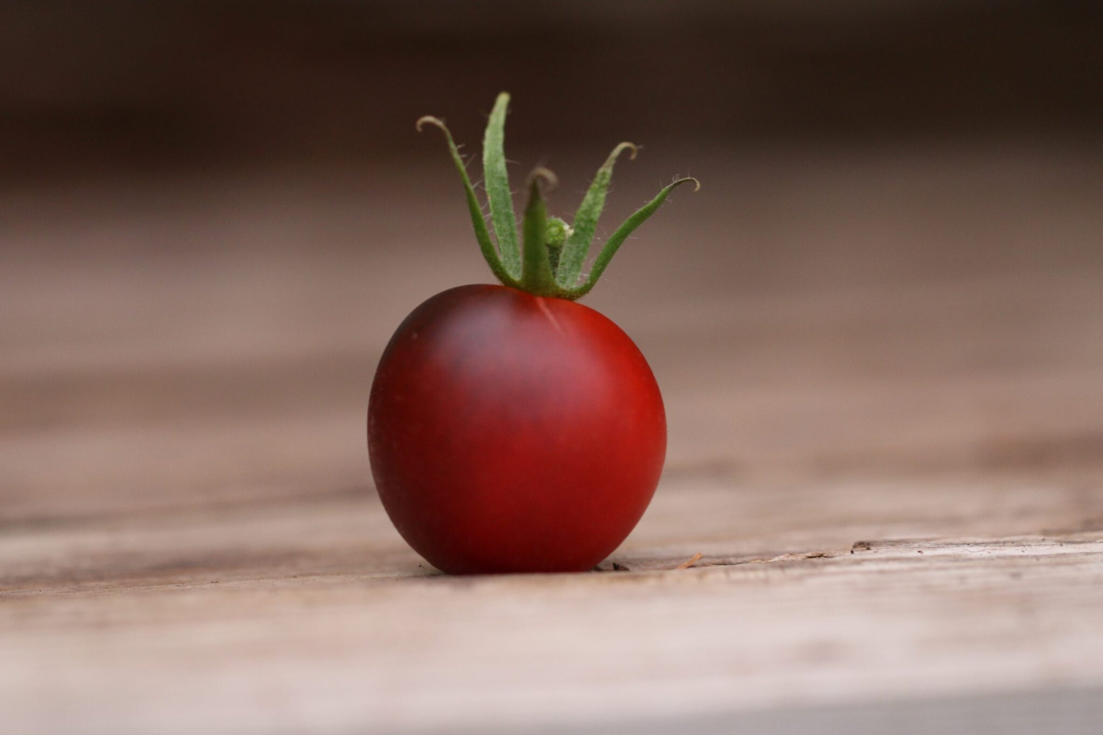 Purpurfärgade Indigo Ruby-tomater med mörka axlar