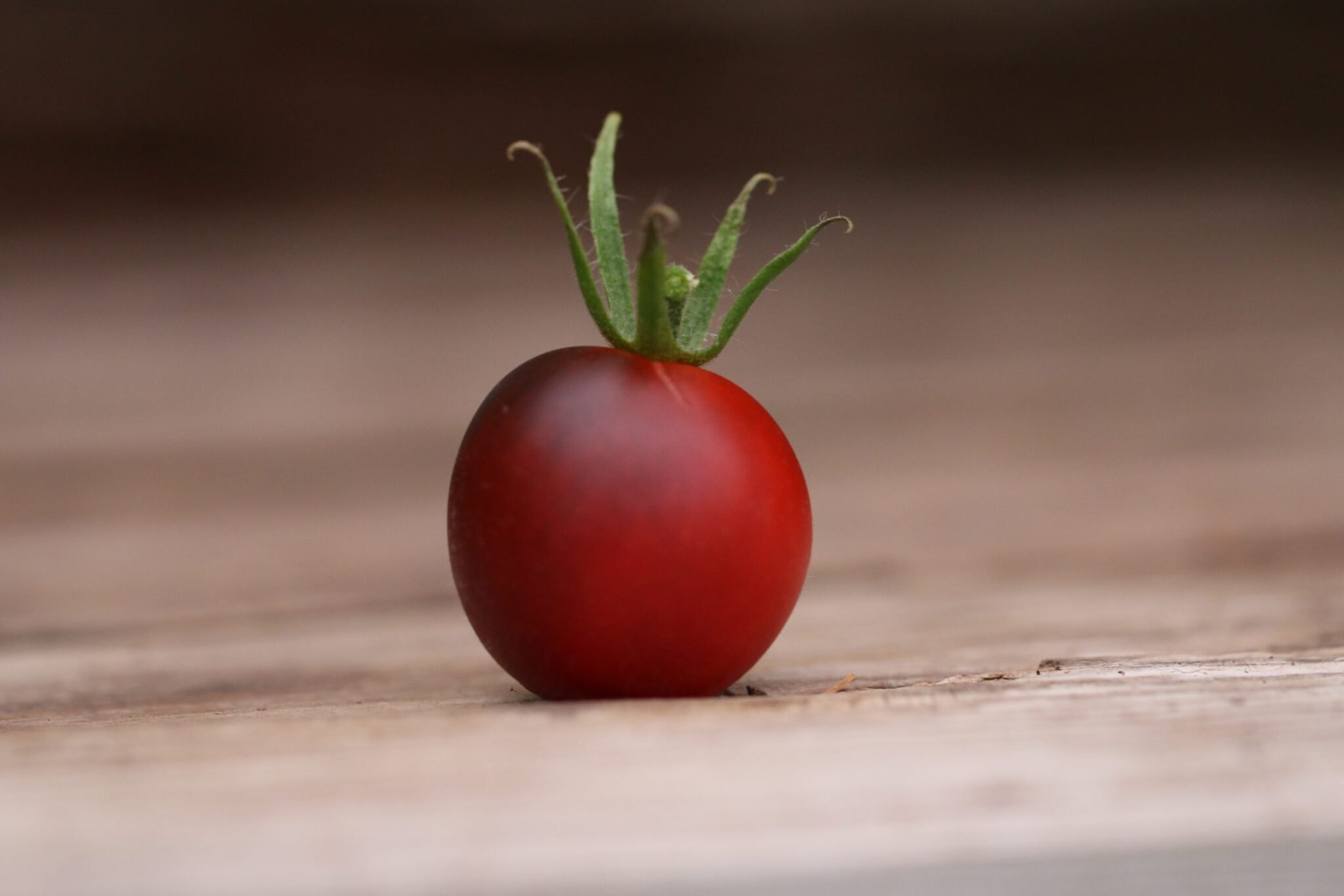 Köp Indigo Ruby - Tomatfrön online hos Chilifrön.se Purpurfärgade Indigo Ruby-tomater med mörka axlar
