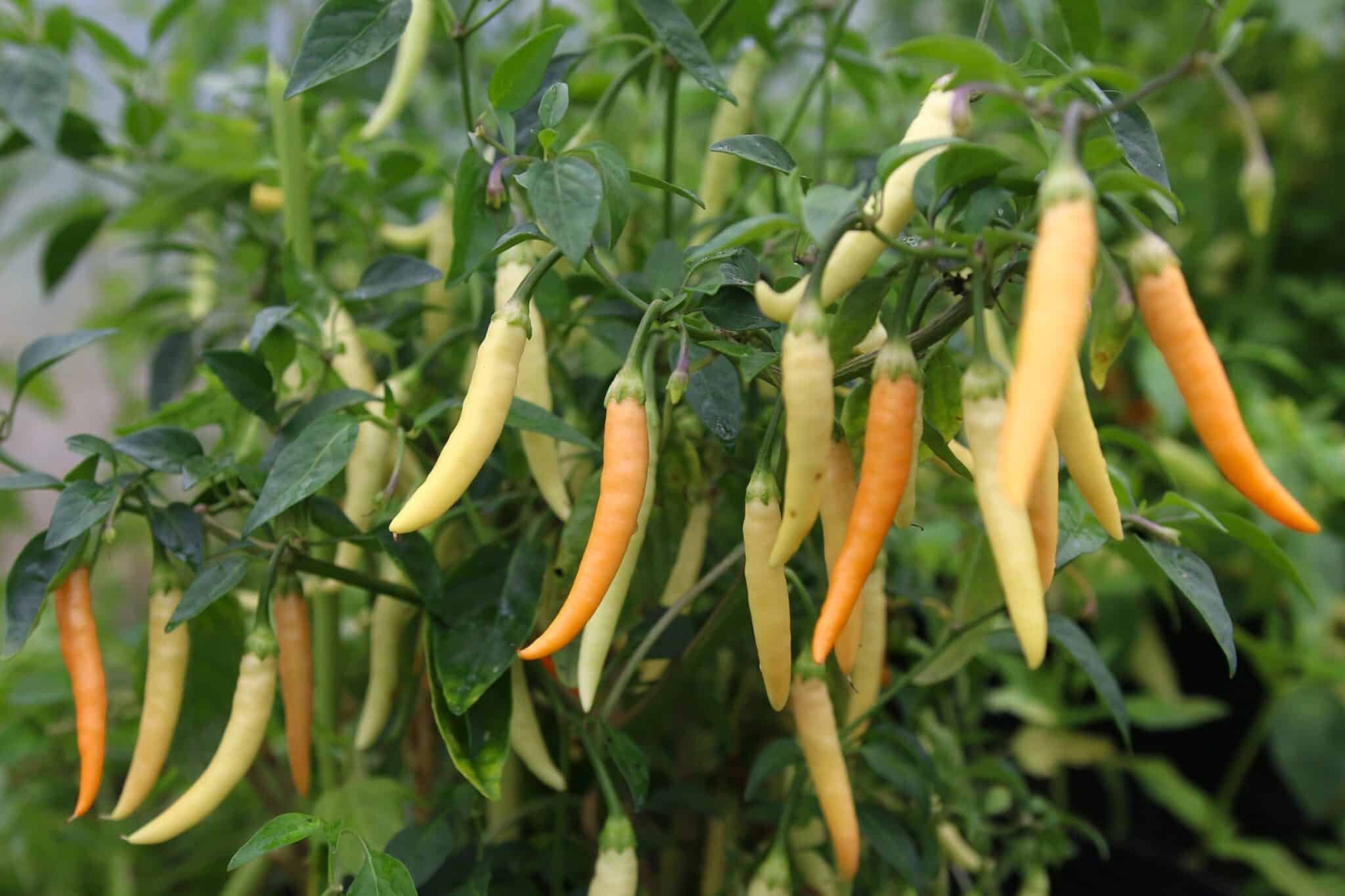 Köp Fifi Tabasco Peach - Chilifrön online hos Chilifrön.se Fifi Tabasco Peach