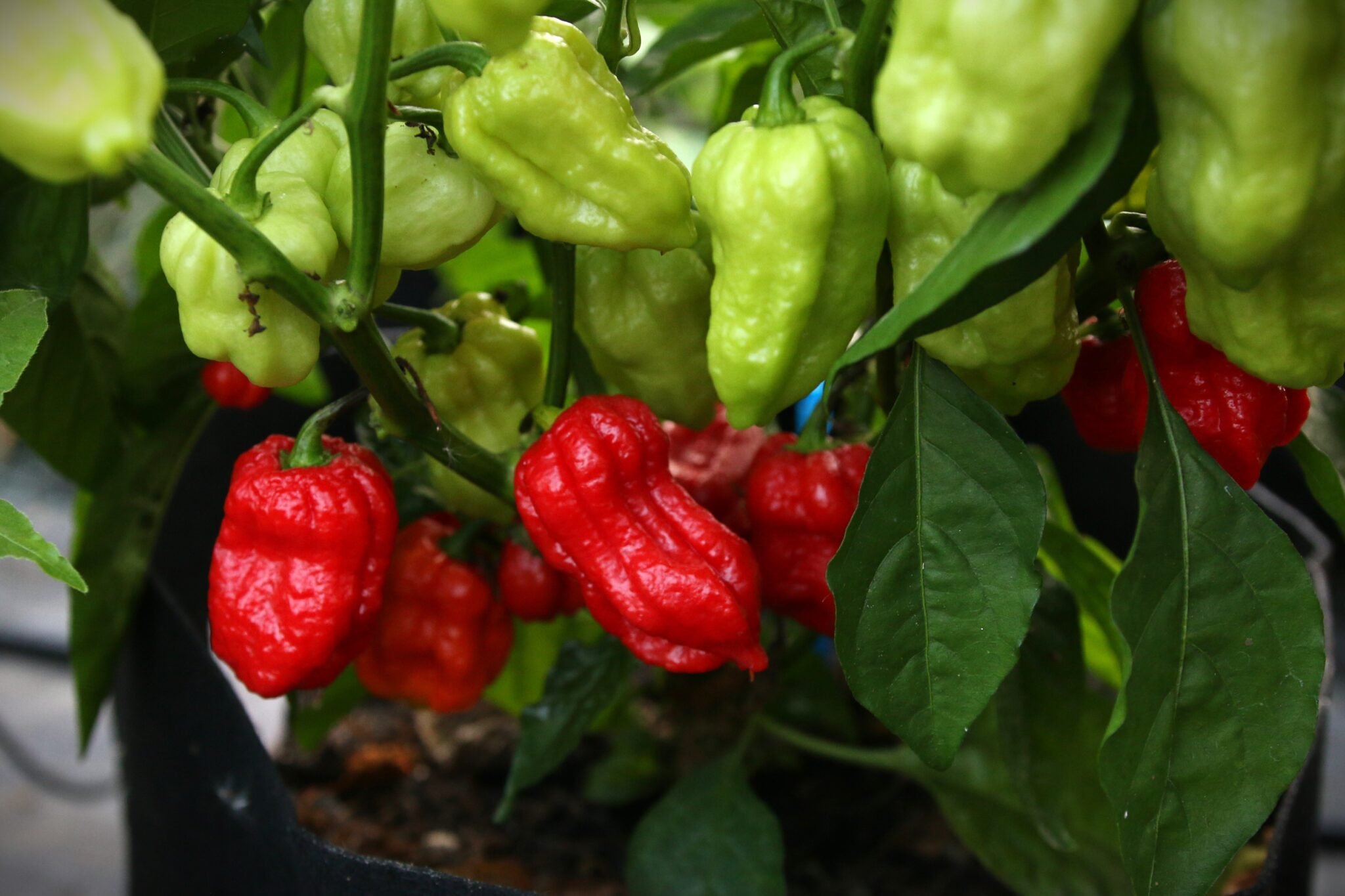 Köp Maldivian Heart - Chilifrön online hos Svenska Frön Maldivian Heart - Svenskodlade chilifrön från Svenska Frön