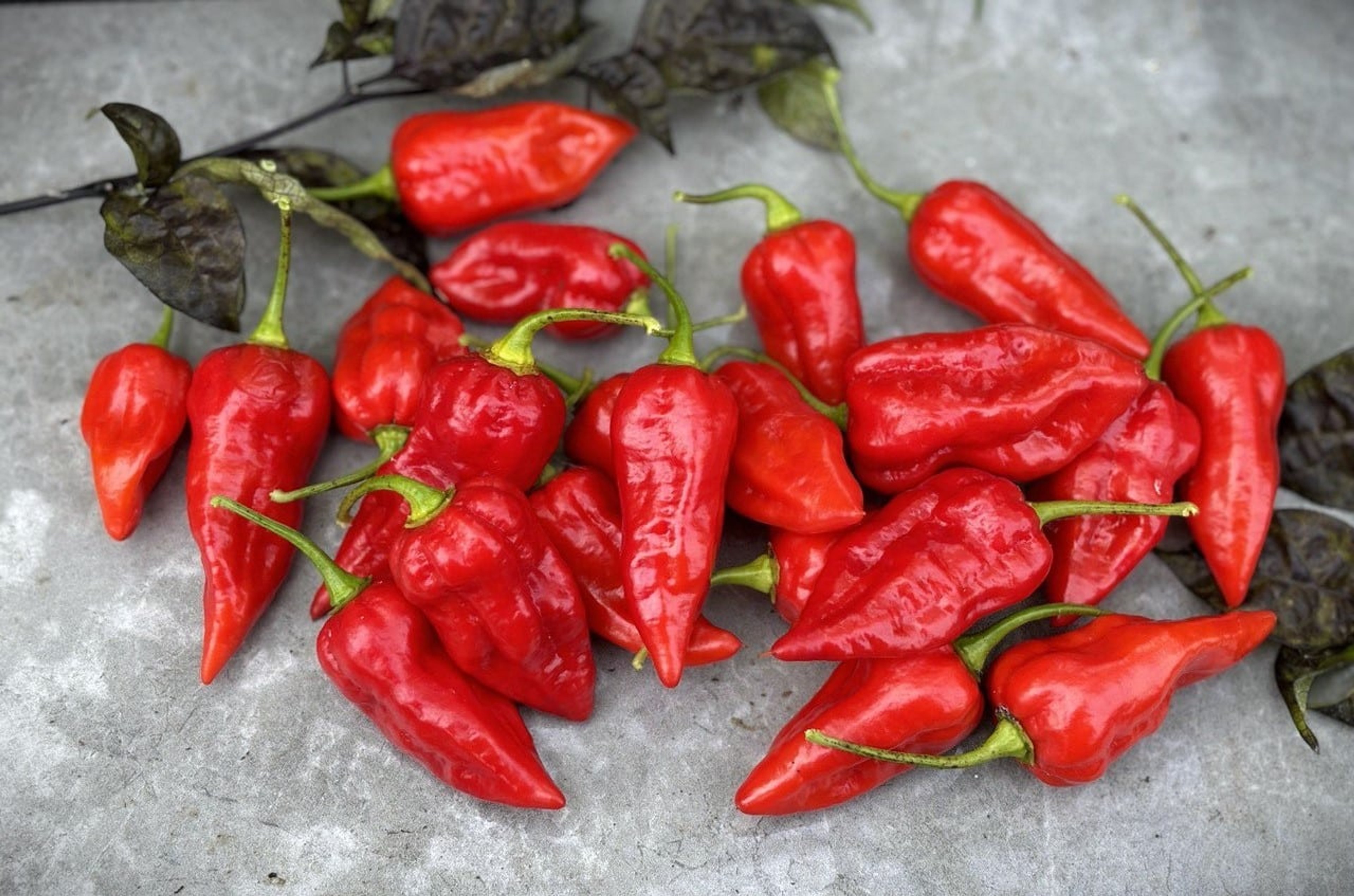 Fatalii Red - Svenskodlade chilifrön från Svenska Frön