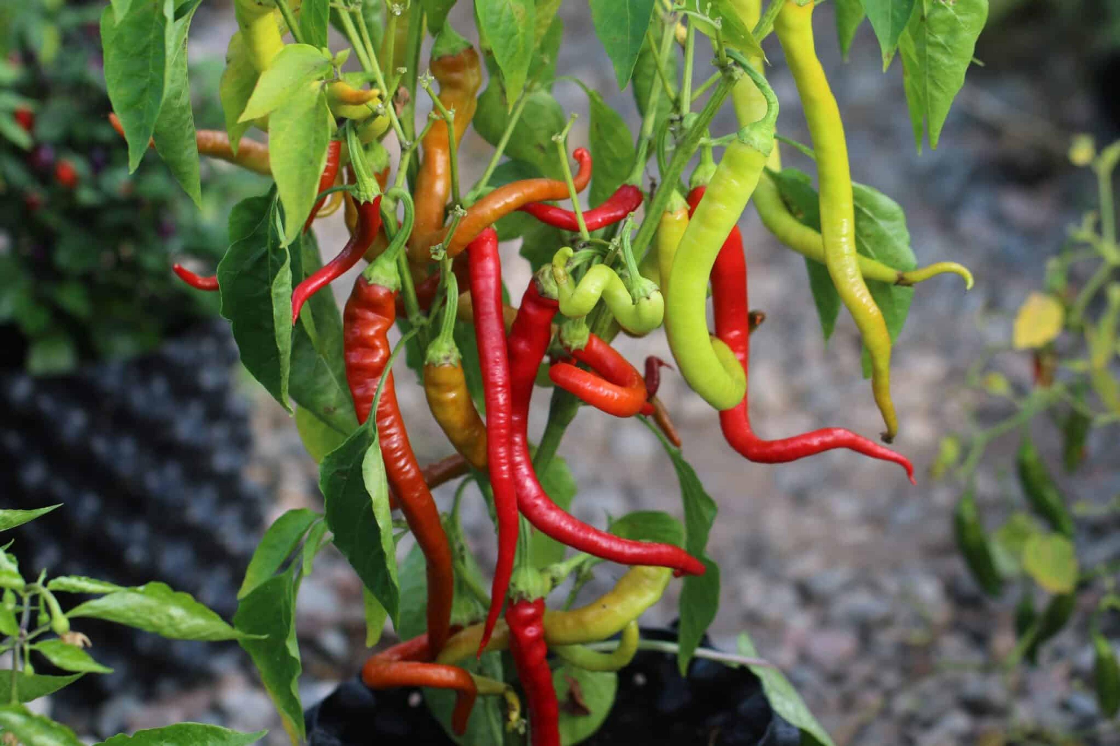 Corbaci miniatyrbild 2