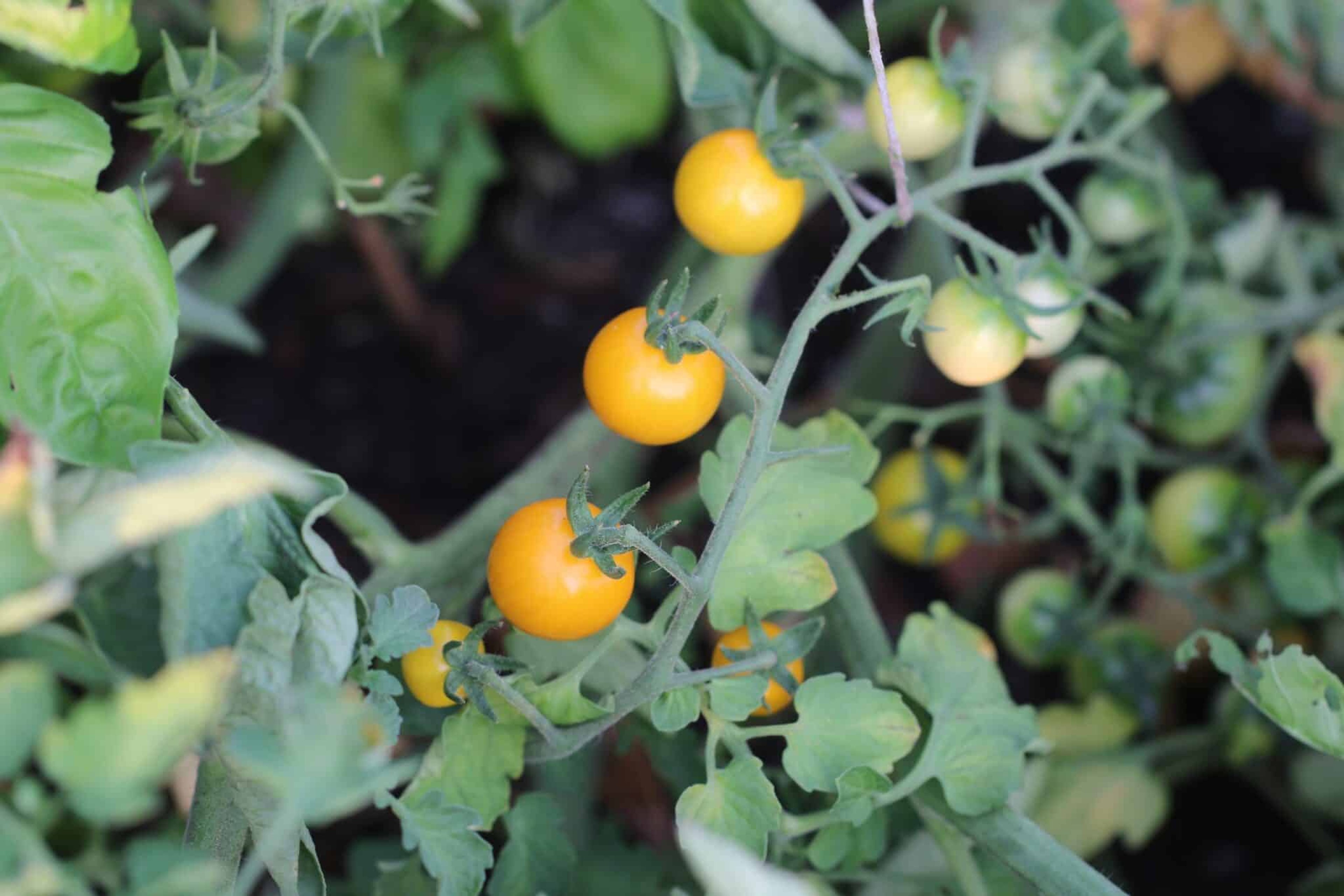 Goldkrone - Svenskodlade tomatfrön från Svenska Frön