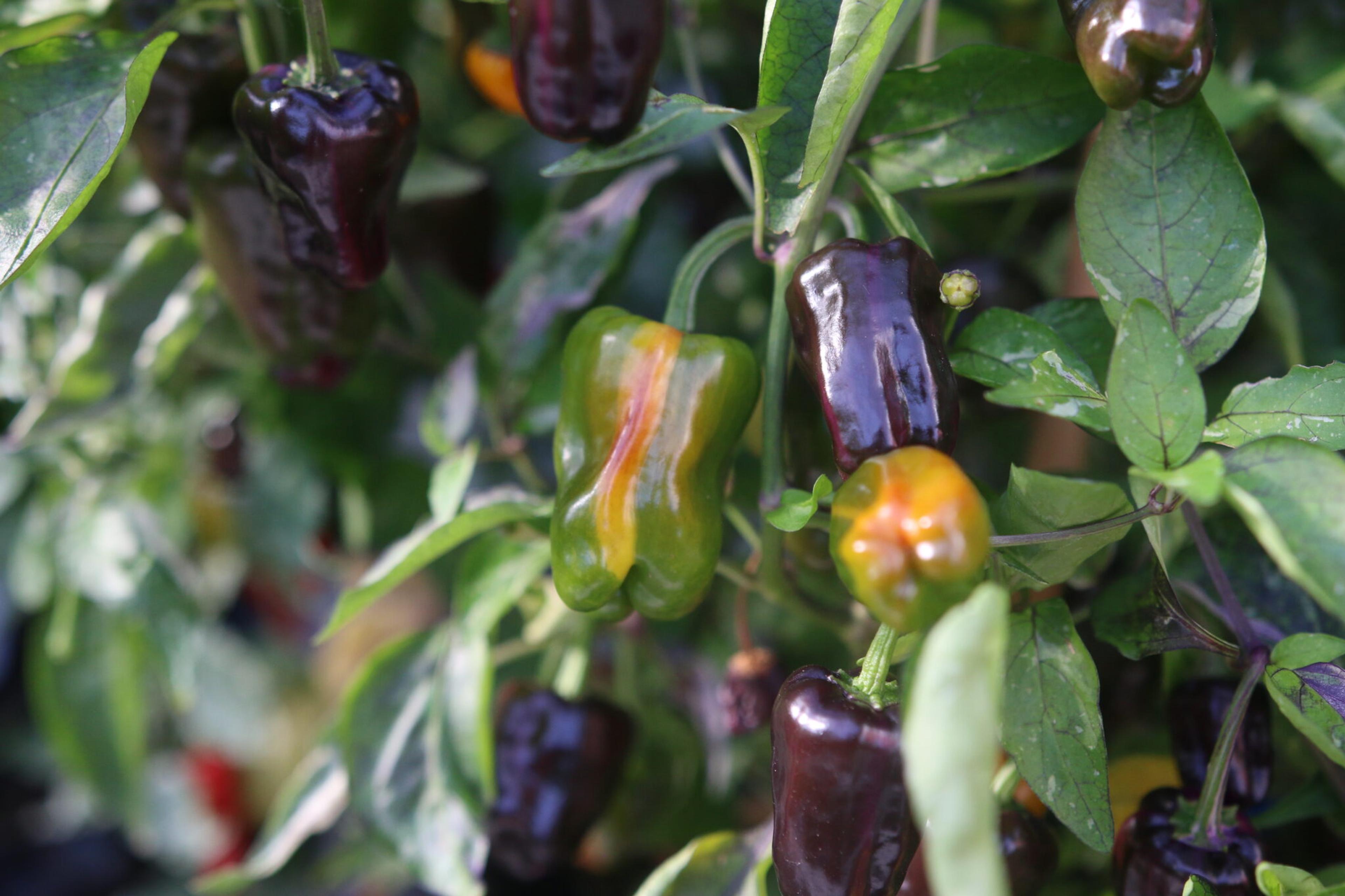 Purple Tiger x Candy Cane miniatyrbild 2