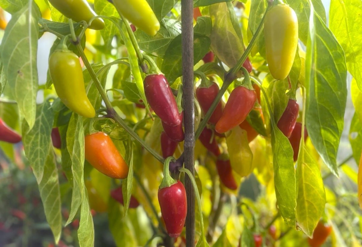 Köp Numex Pinata - Chilifrön online hos Svenska Frön Numex Pinata - Svenskodlade chilifrön från Svenska Frön