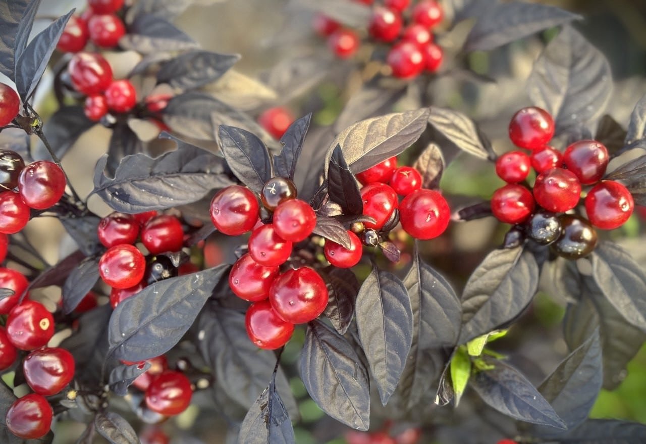 Köp Black Pearl - Chilifrön online hos Svenska Frön Black Pearl - Svenskodlade chilifrön från Svenska Frön