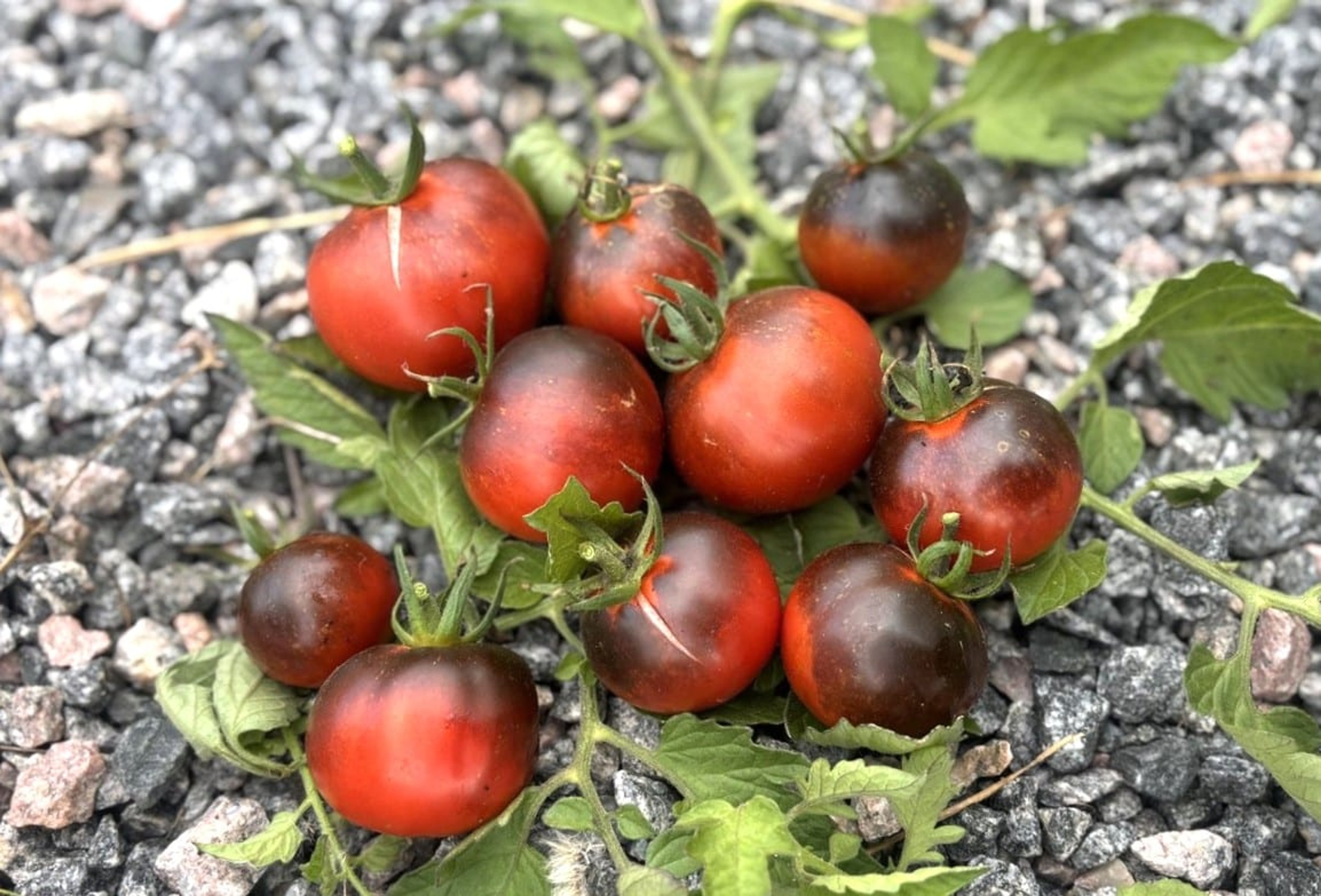 Night Saransk - Svenskodlade tomatfrön från Svenska Frön
