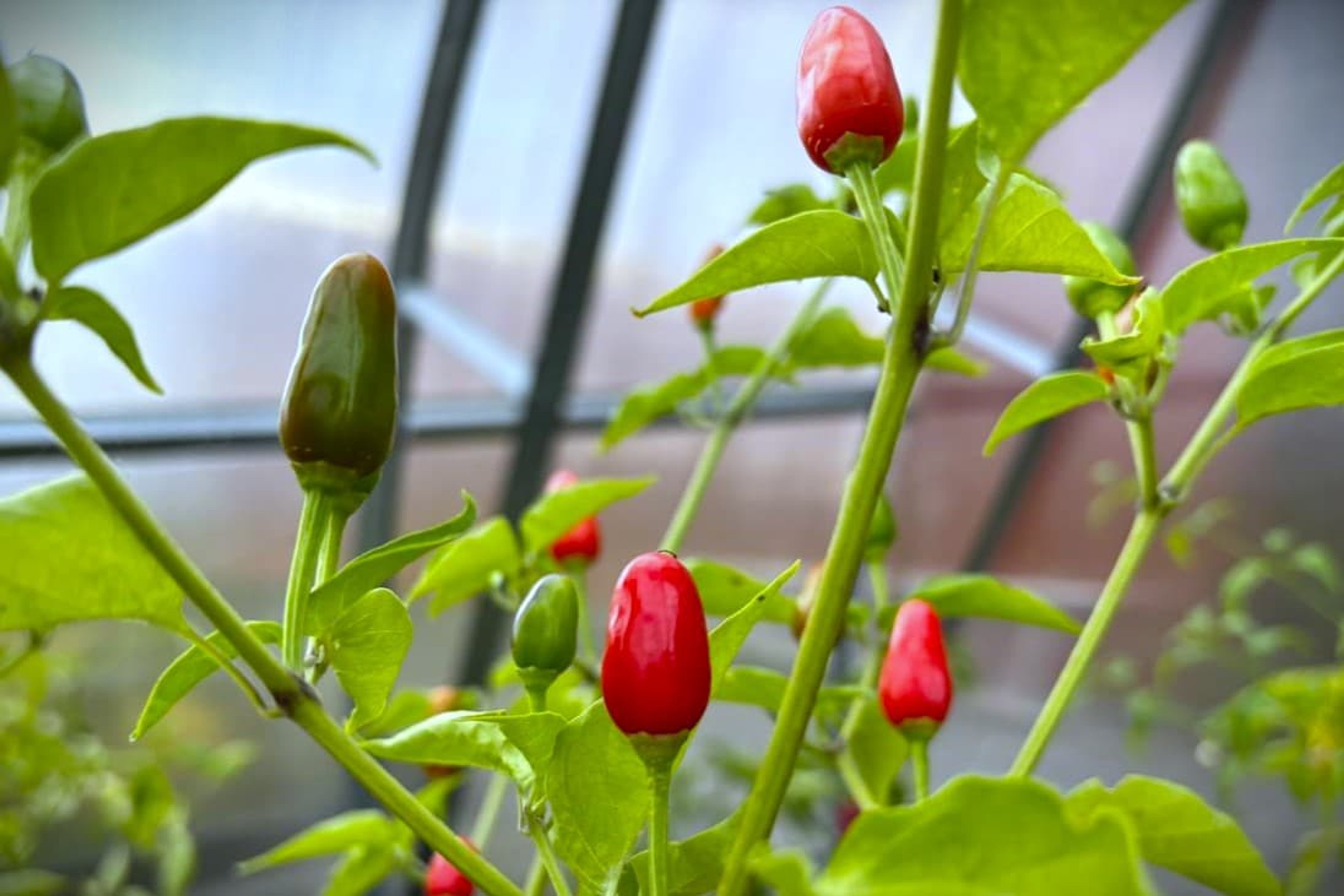 Cobanero Teardrop - Svenskodlade chilifrön från Svenska Frön