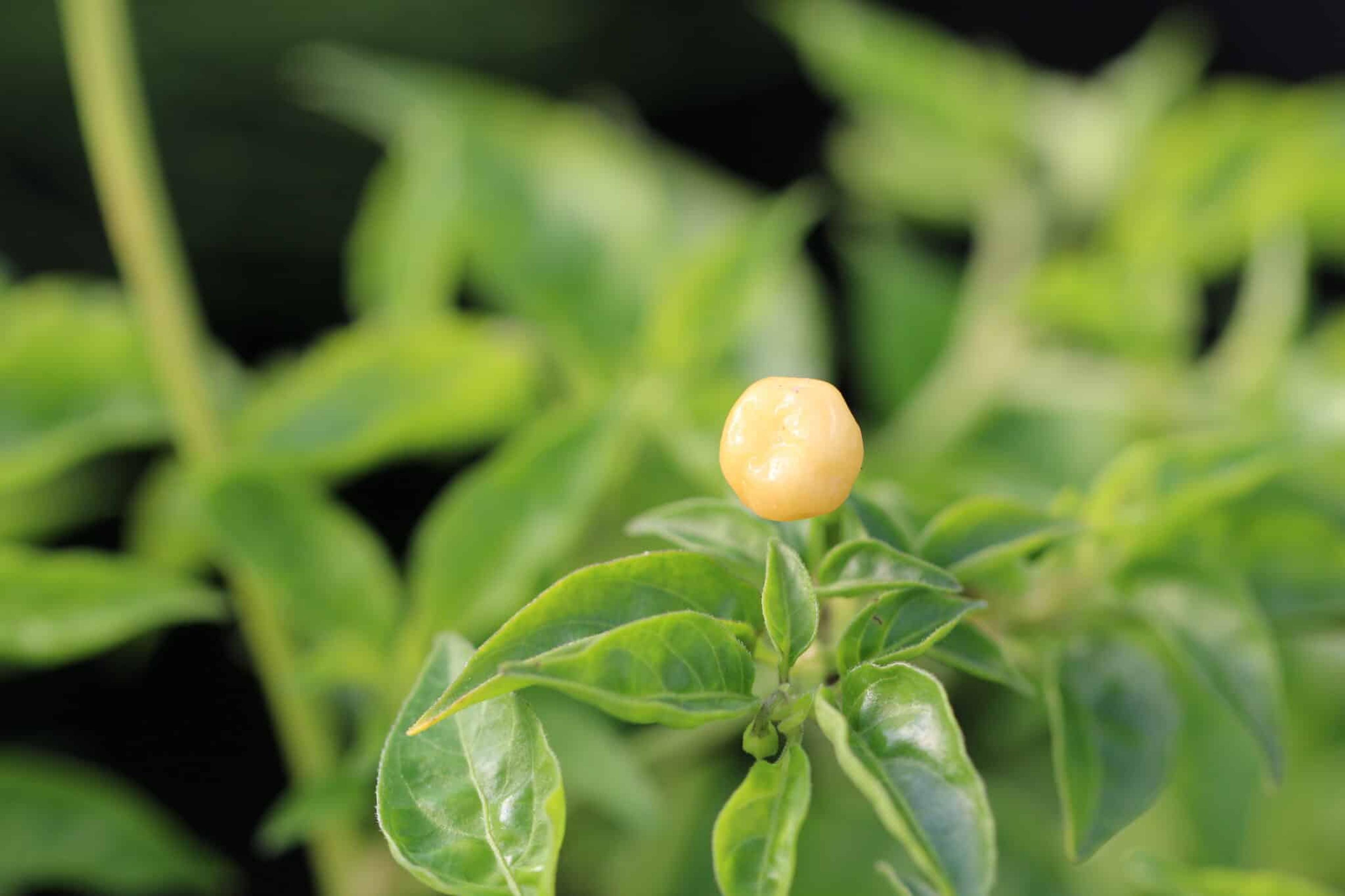 Aji Charapita Peach miniatyrbild 3