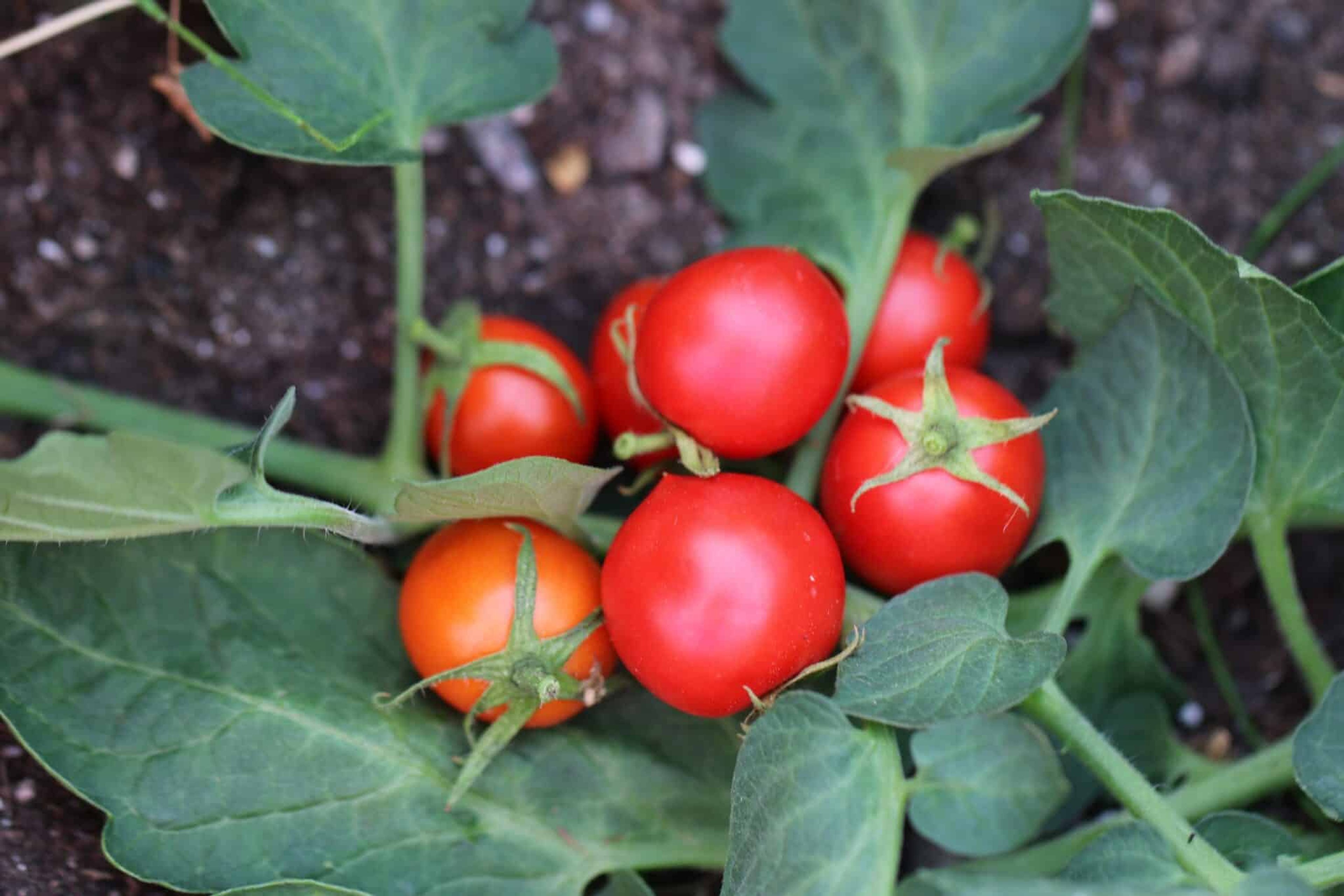 Pomidor karlowy - Svenskodlade tomatfrön från Svenska Frön