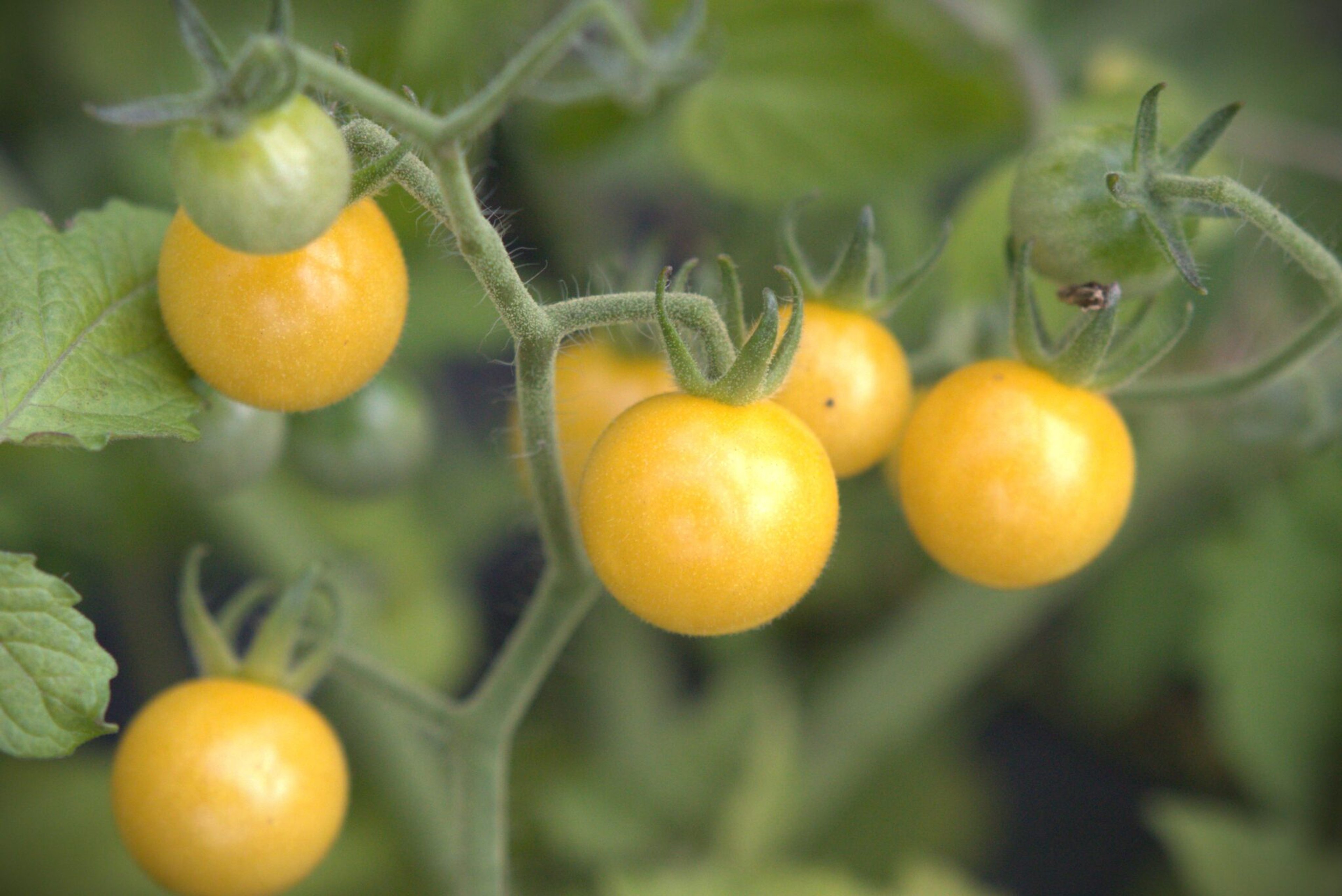 White Currant Coco - Svenskodlade tomatfrön från Svenska Frön