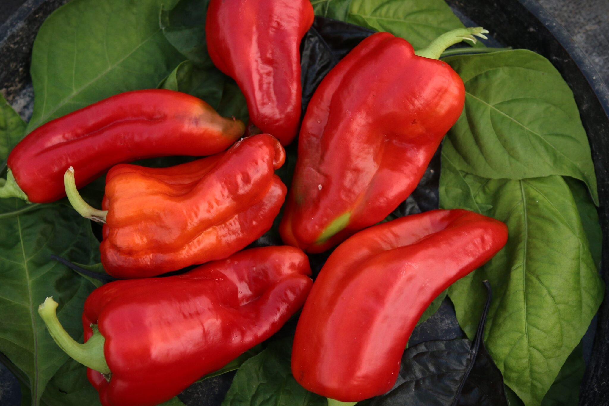 Köp Aconcagua - Chilifrön online hos Svenska Frön Aconcagua - Svenskodlade chilifrön från Svenska Frön