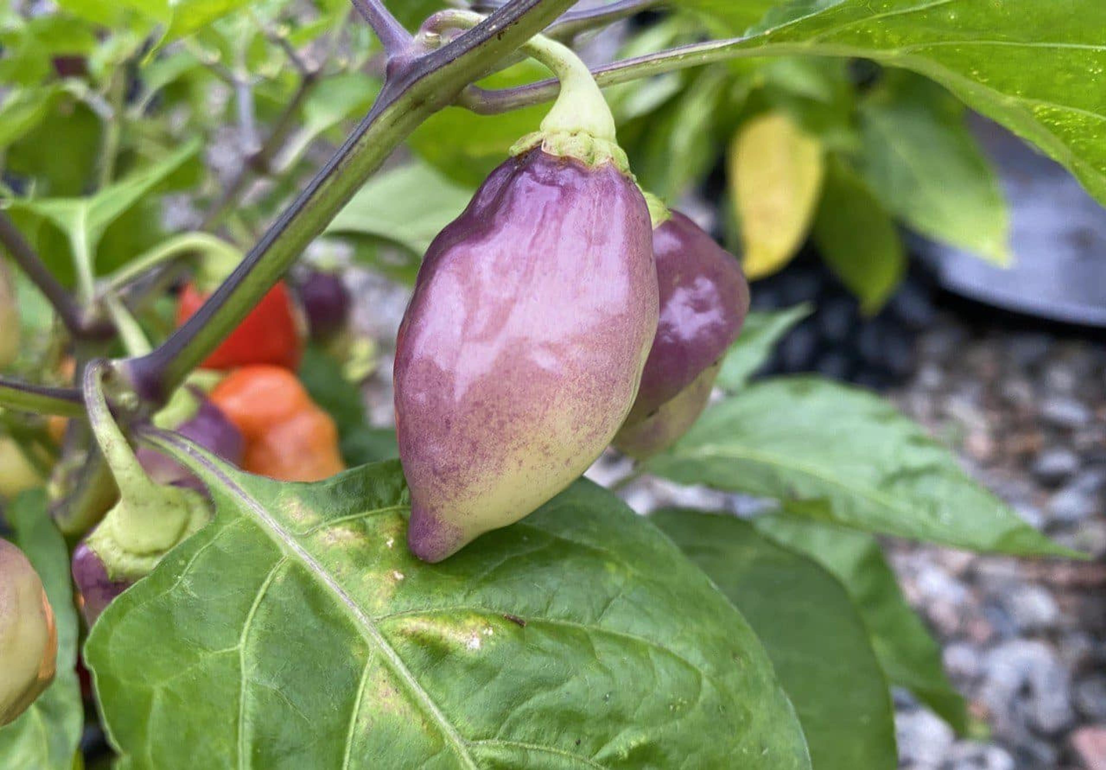 Scarlet Lantern Peru miniatyrbild 2