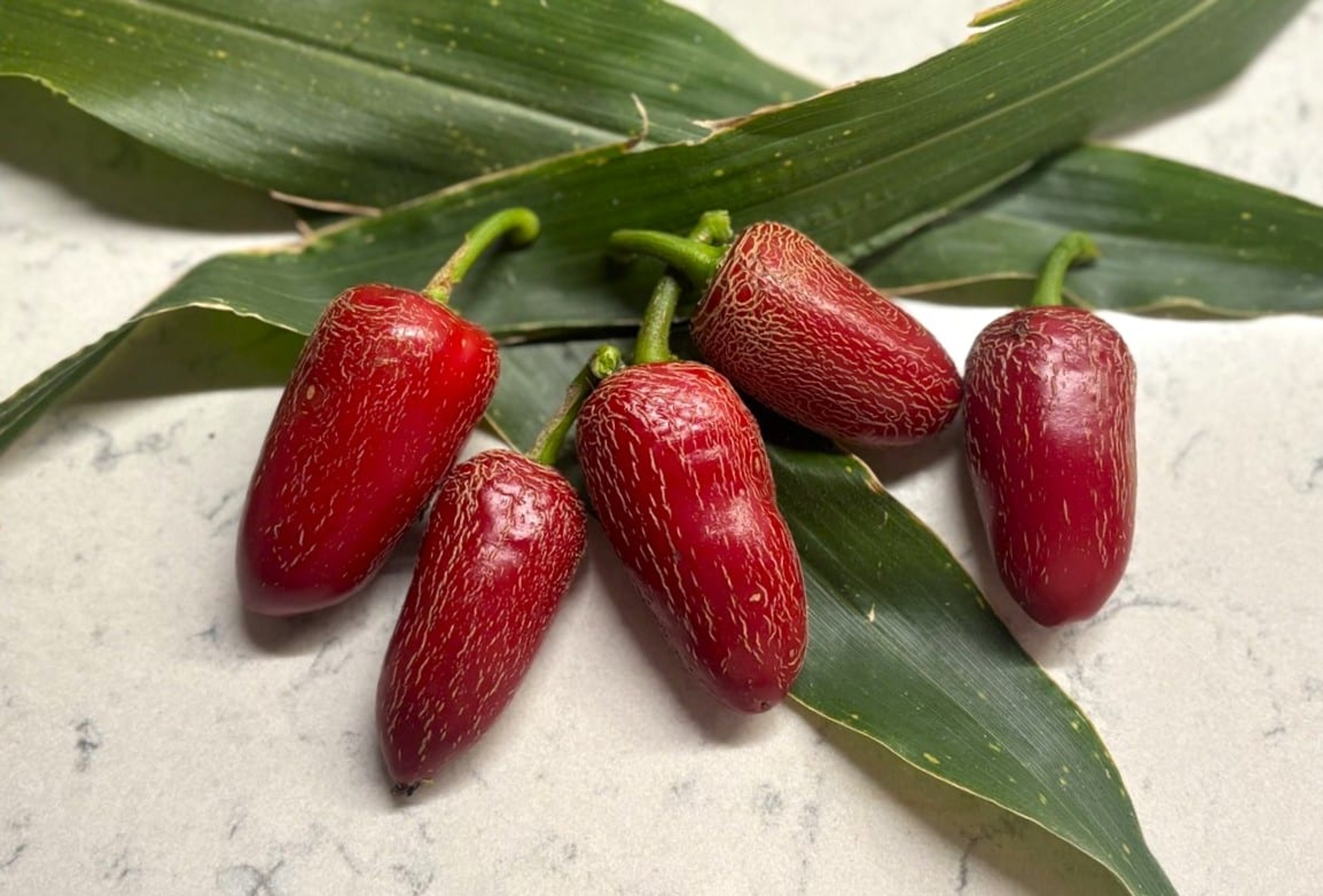 Jalapeno Tajin - Svenskodlade chilifrön från Svenska Frön