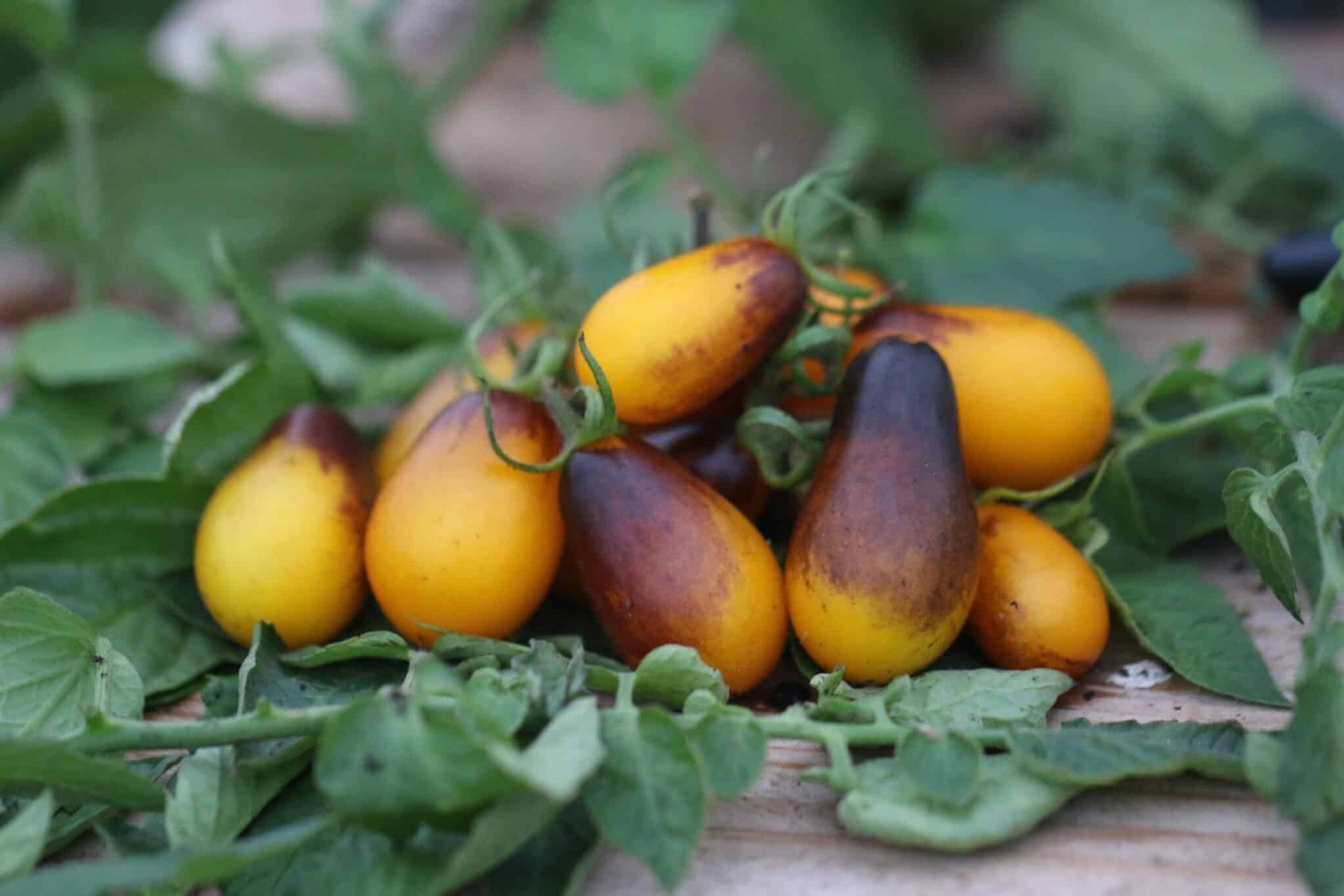 Indigo Pear Drop - Svenskodlade tomatfrön från Svenska Frön