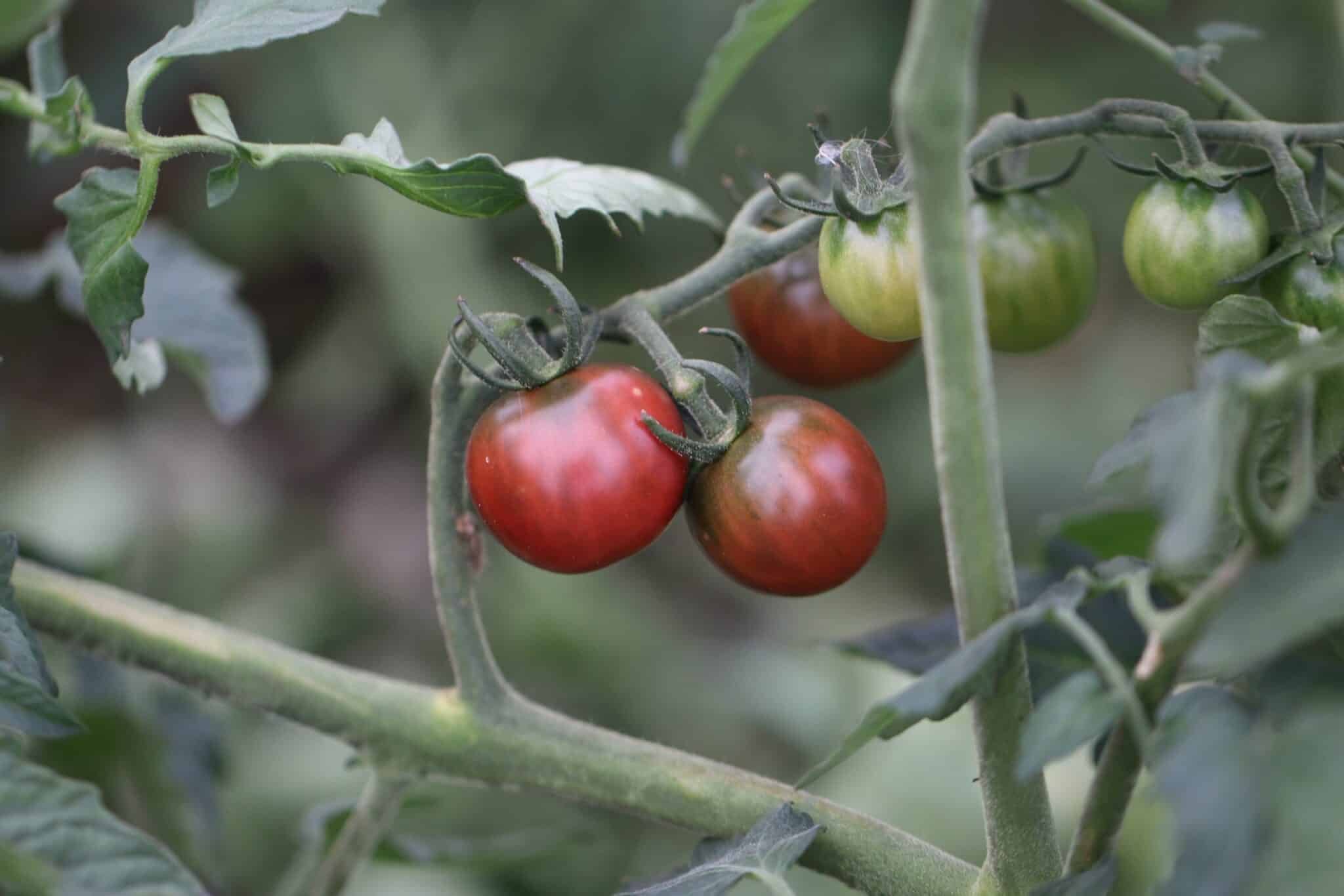 Köp Black Opal - Tomatfrön online hos Svenska Frön Black Opal - Svenskodlade tomatfrön från Svenska Frön