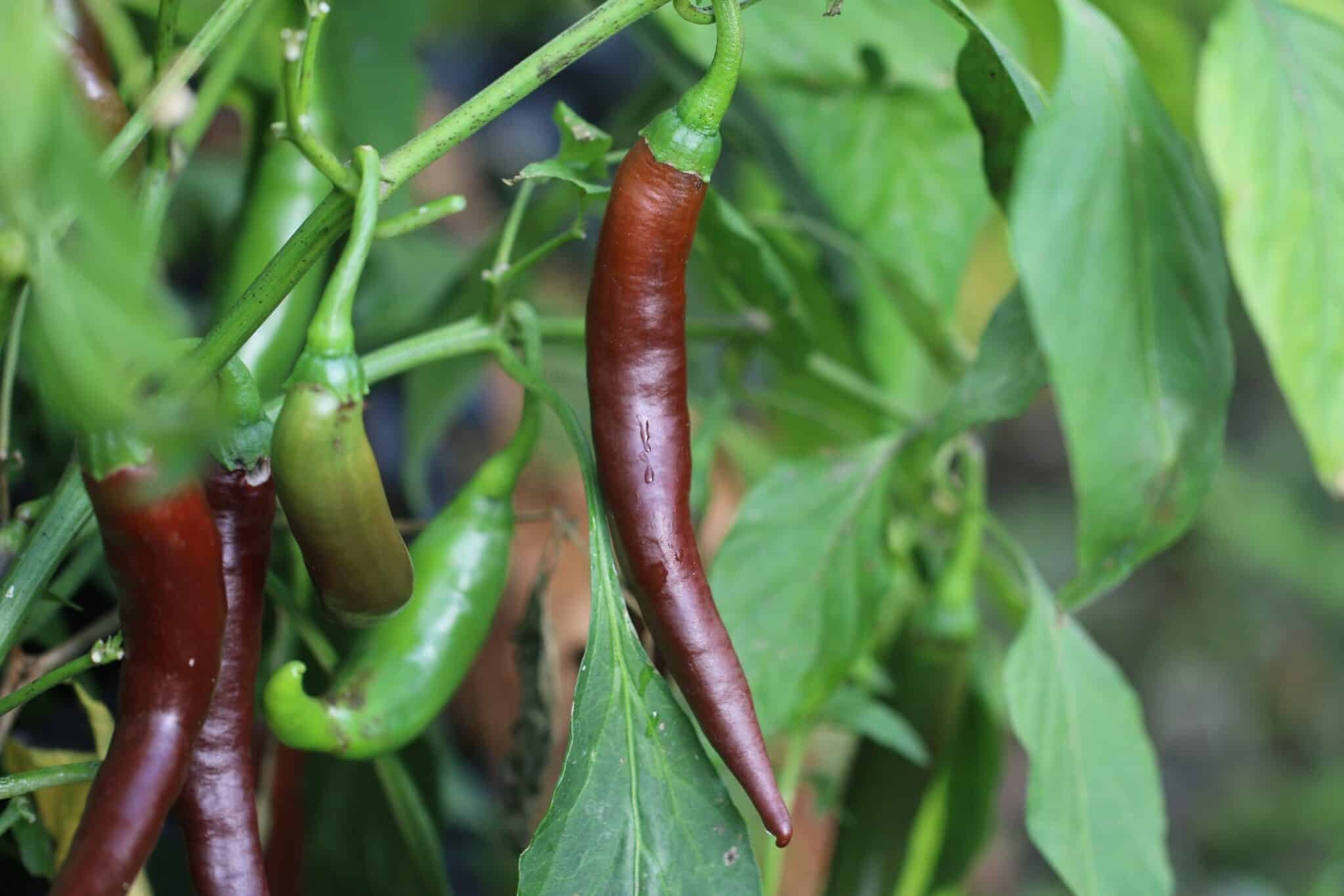 Köp Cayenne Chocolate - Chilifrön online hos Svenska Frön Cayenne Chocolate - Svenskodlade chilifrön från Svenska Frön