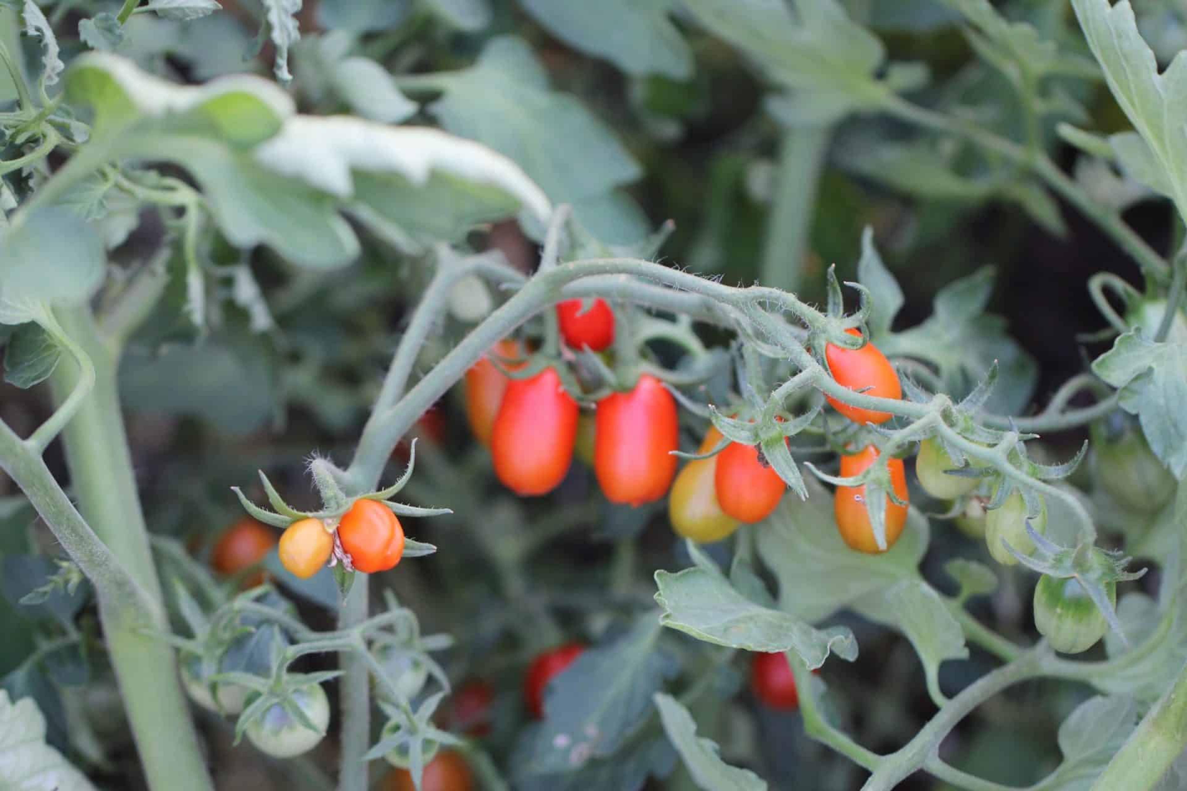 San Marzano mini Röd miniatyrbild 3