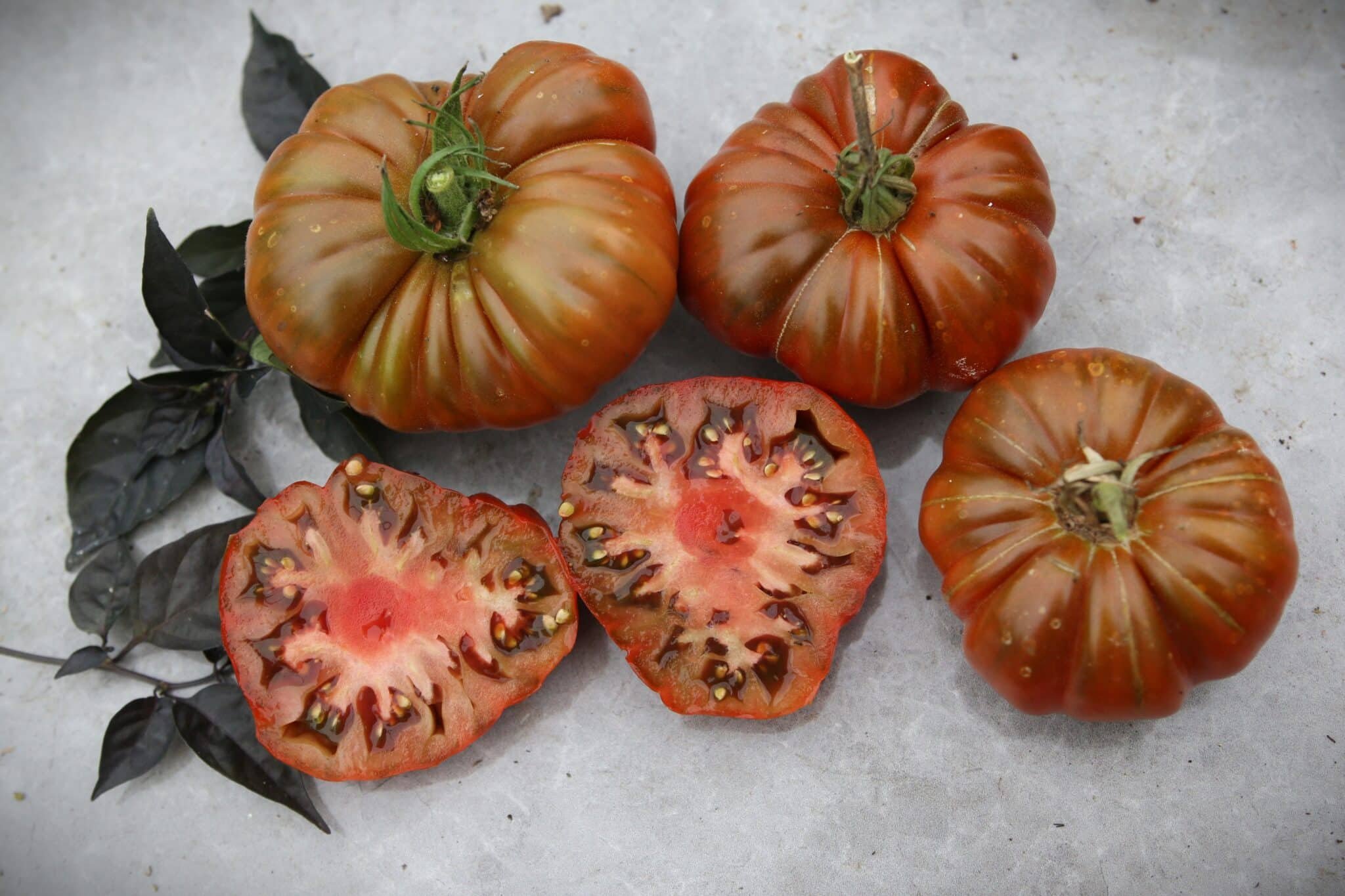 Köp Zapotec Brown Flesh - Tomatfrön online hos Svenska Frön Zapotec Brown Flesh - Svenskodlade tomatfrön från Svenska Frön