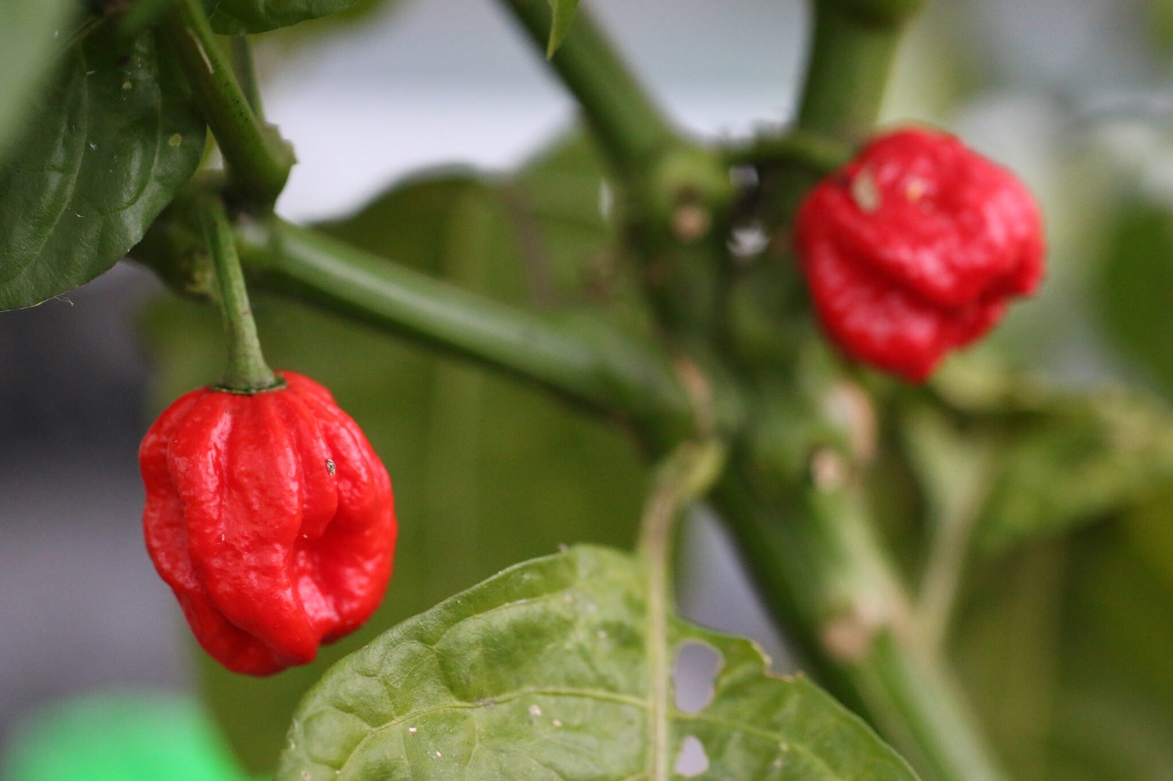 7 Pot Jonah - Svenskodlade chilifrön från Svenska Frön