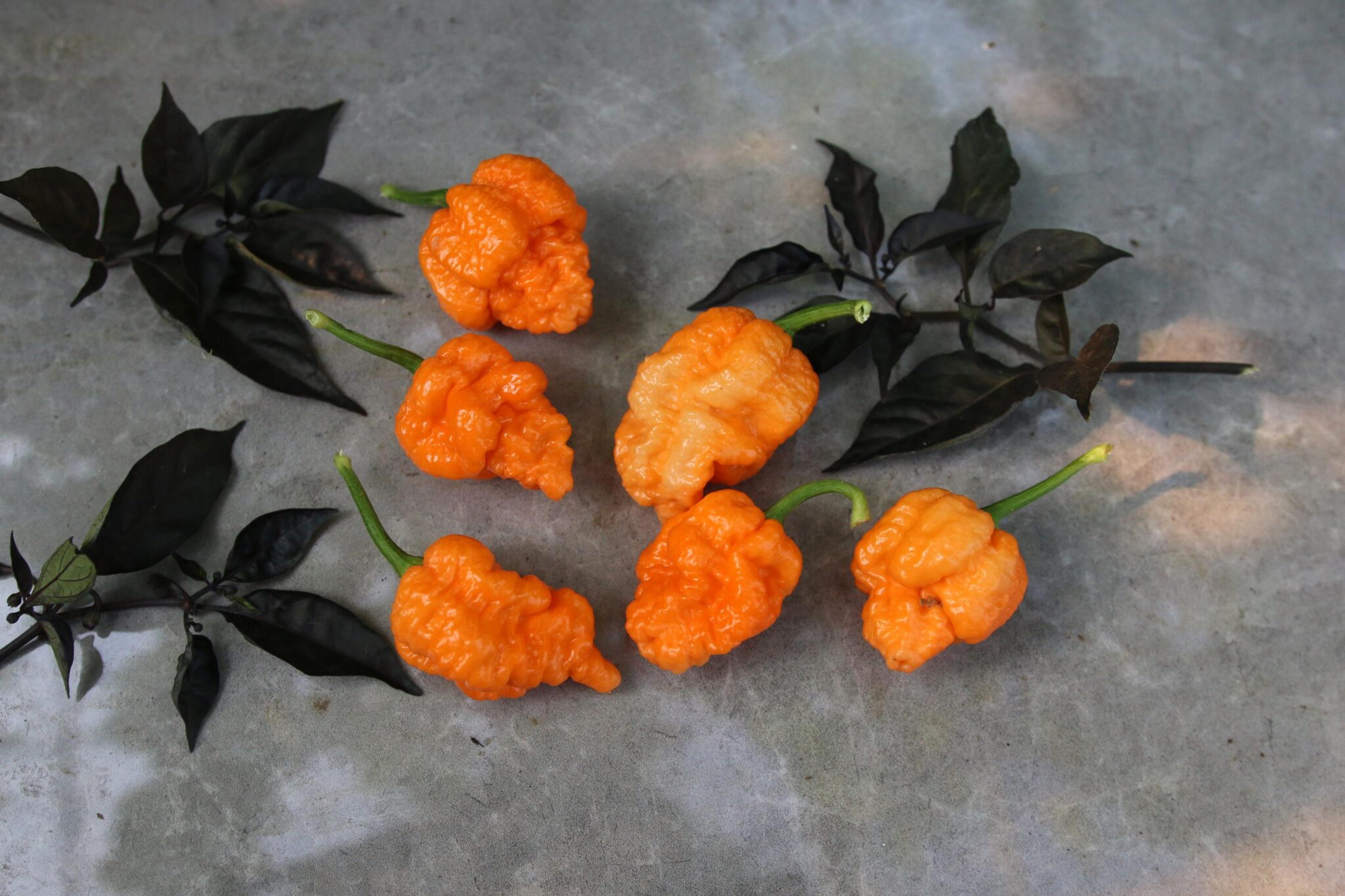 Brain Collapse Peach DD miniatyrbild 1