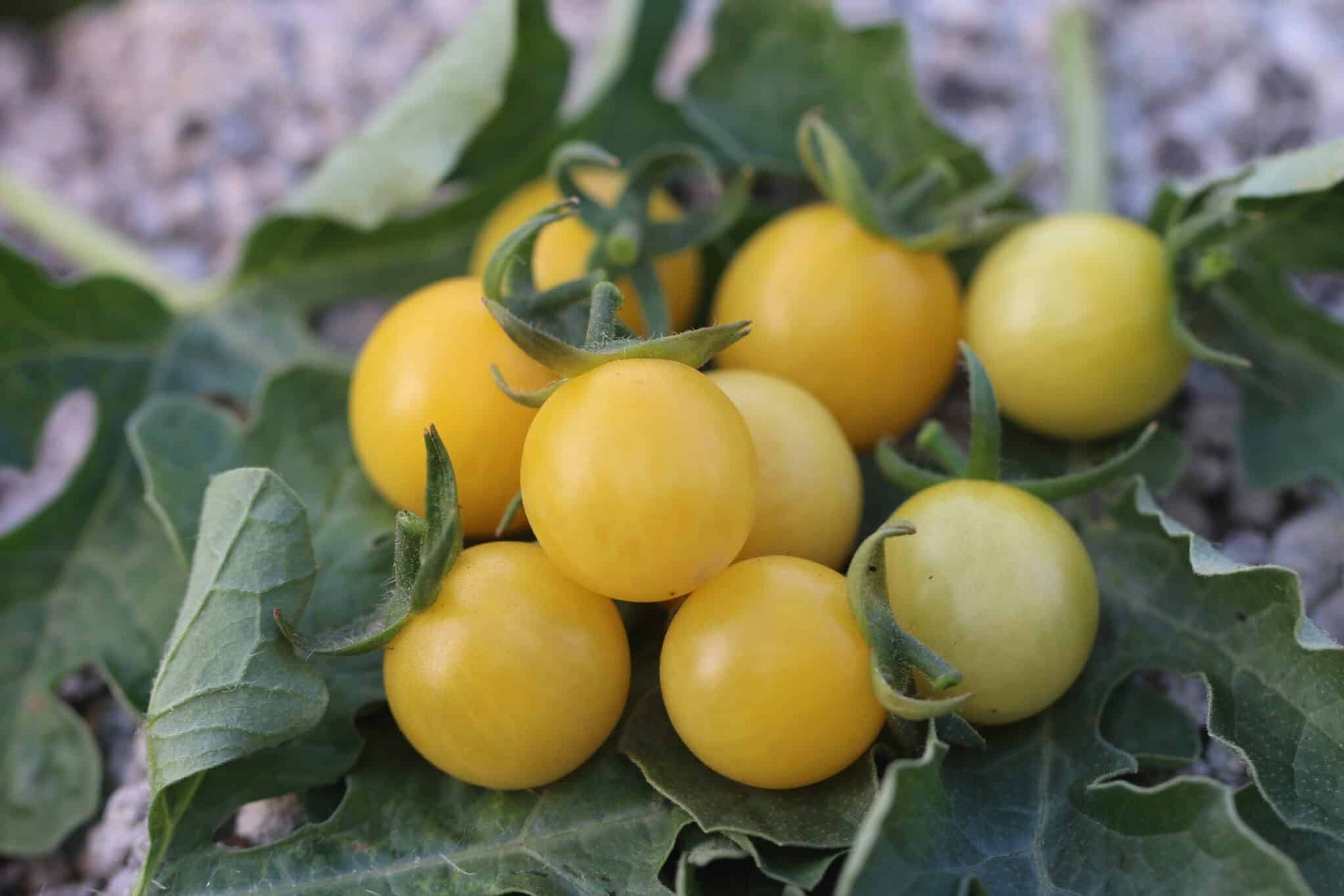 Snow White - Svenskodlade tomatfrön från Svenska Frön