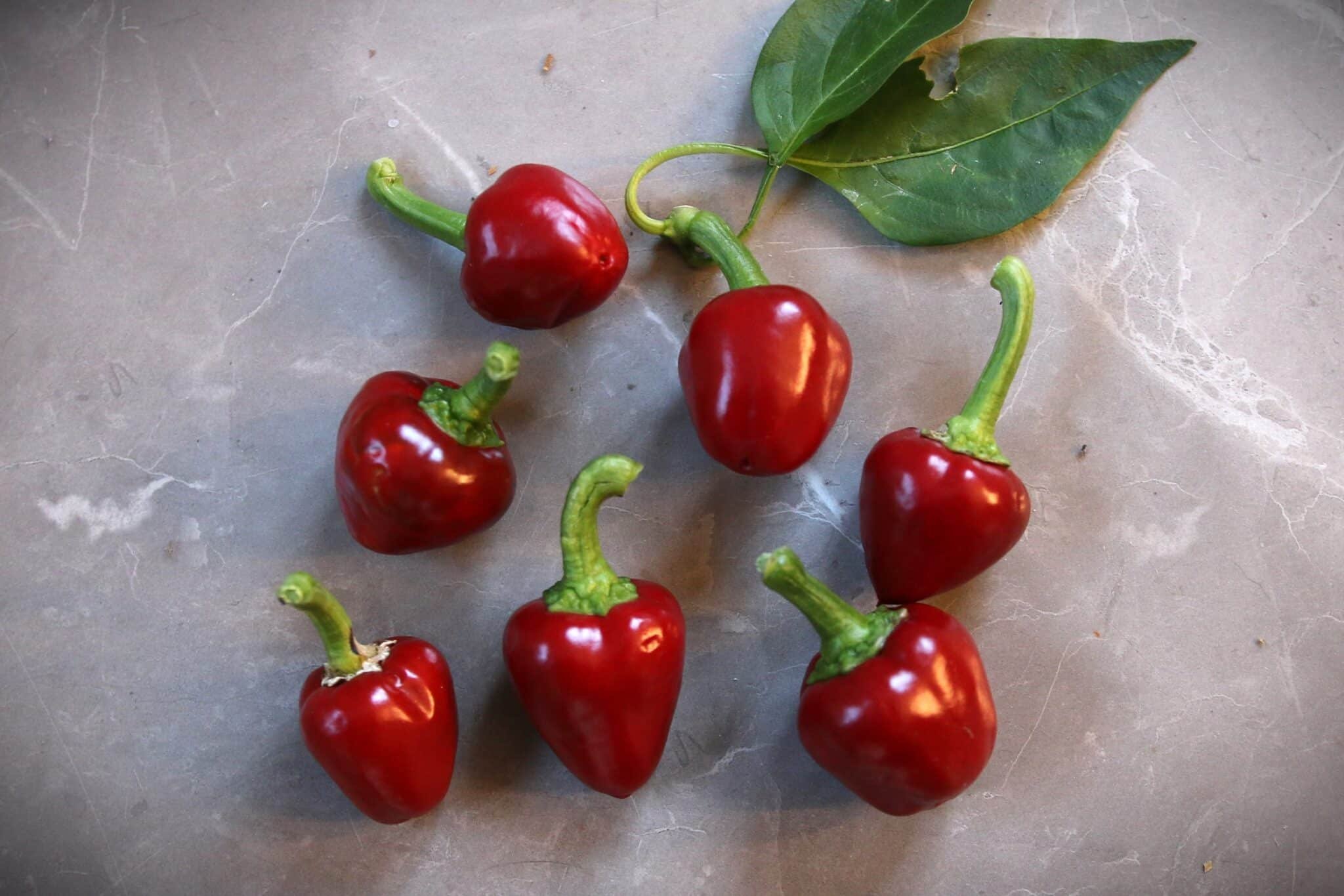 Köp Large Red Cherry - Chilifrön online hos Svenska Frön Large Red Cherry - Svenskodlade chilifrön från Svenska Frön