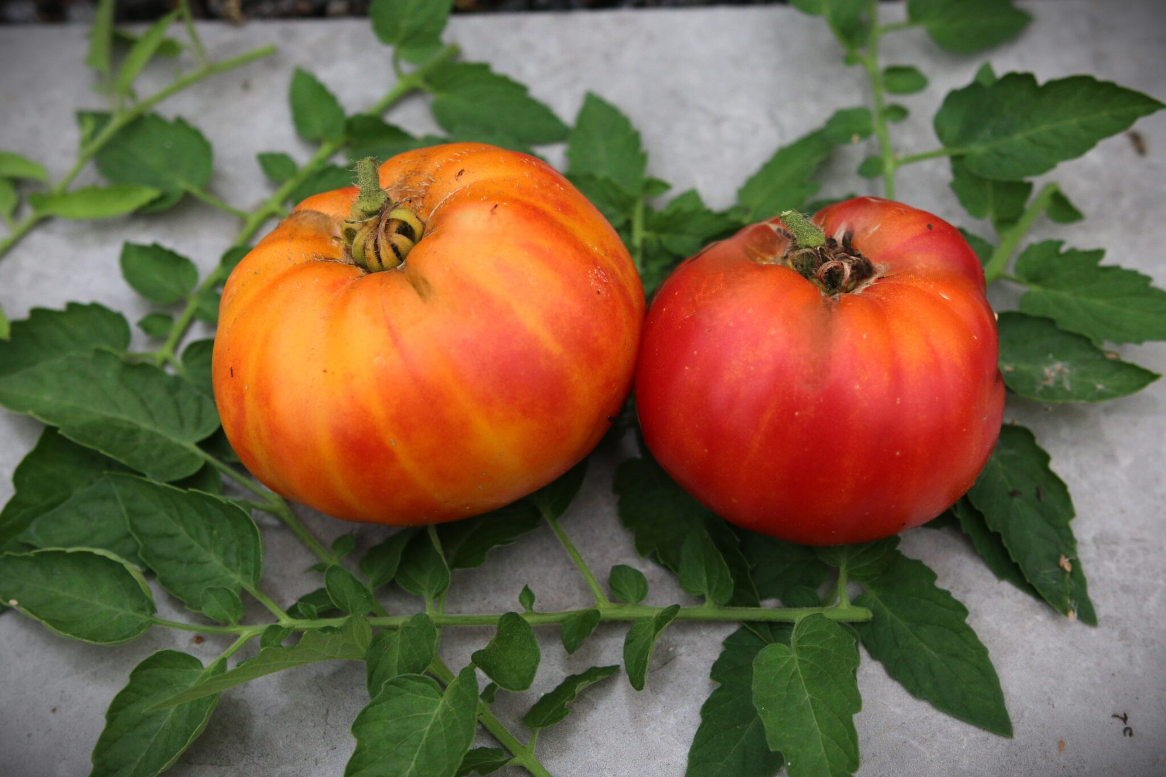 Mr. Stripey - Svenskodlade tomatfrön från Svenska Frön