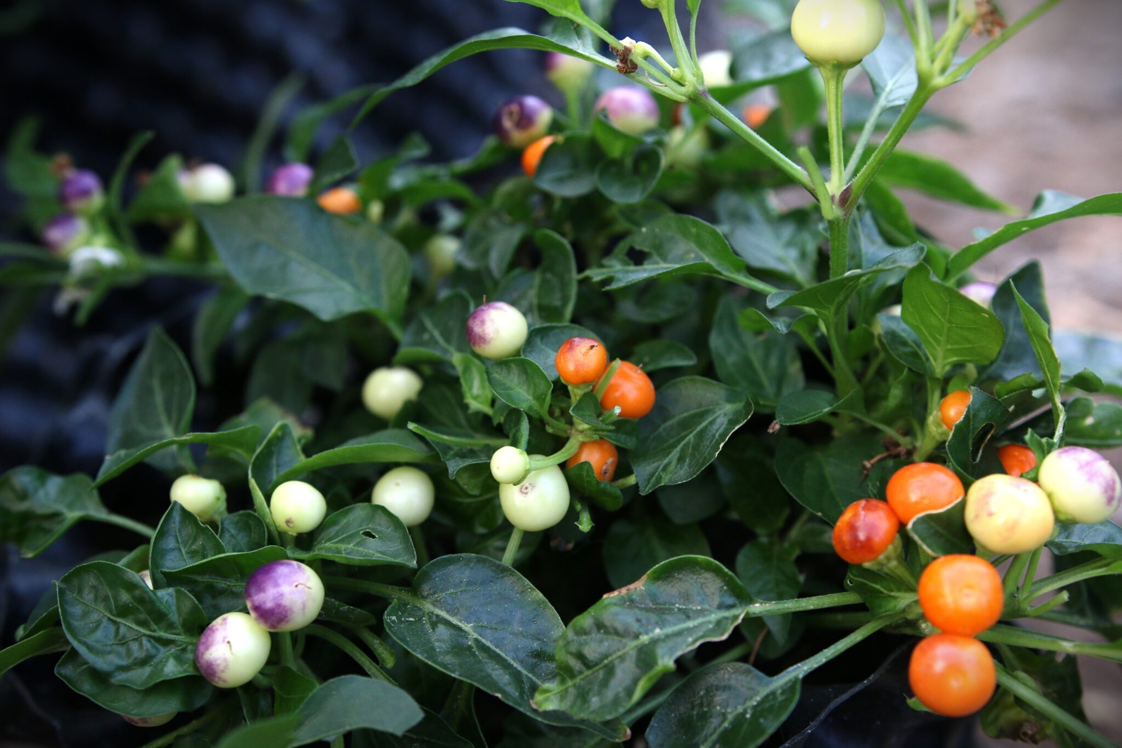 Sea Buckthorn - Svenskodlade chilifrön från Svenska Frön