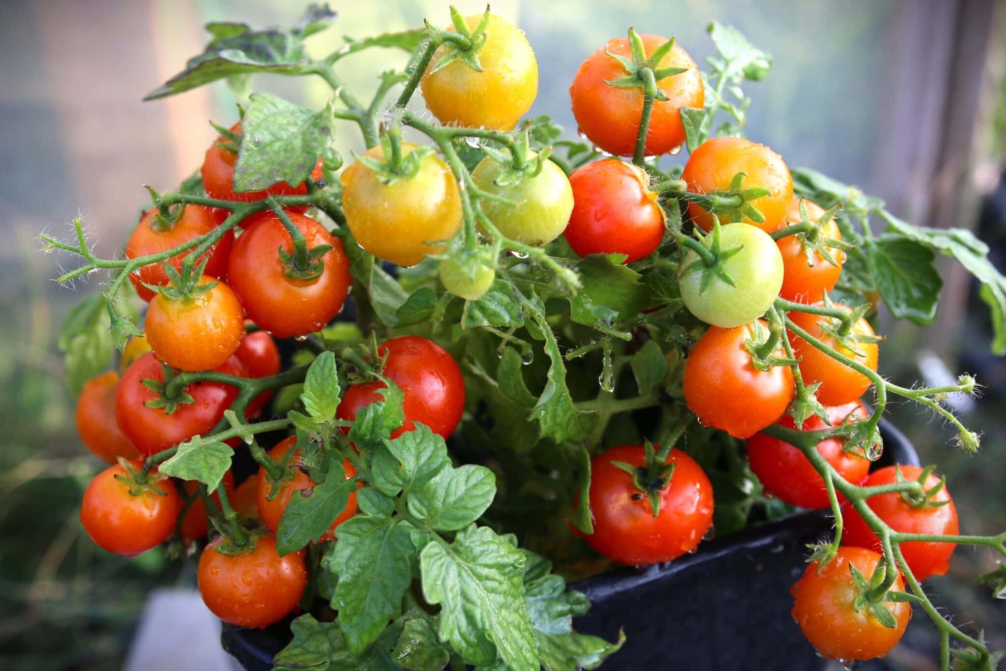 Köp Vilma - Tomatfrön online hos Svenska Frön Vilma - Svenskodlade tomatfrön från Svenska Frön