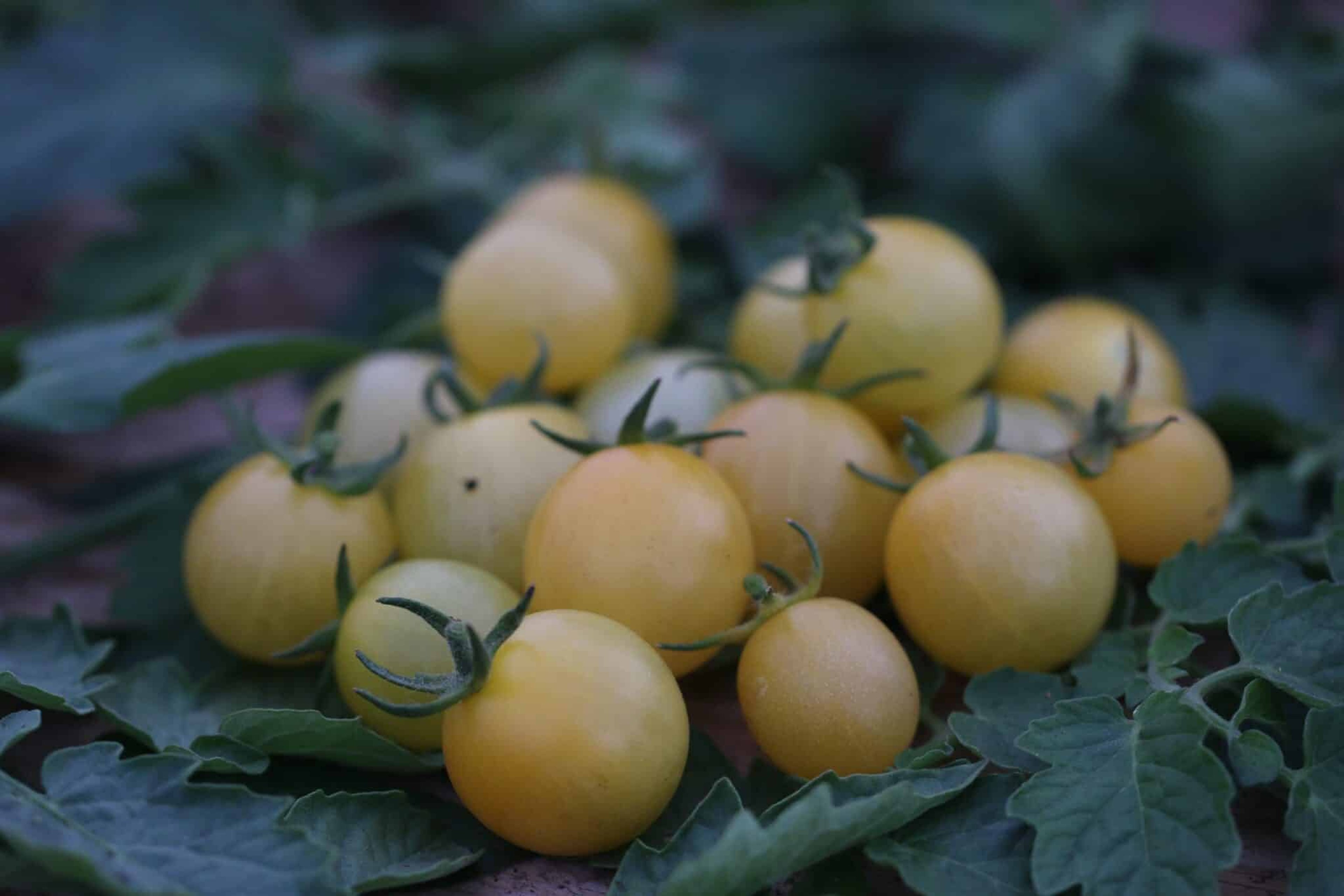 Gräddvita White Cherry-körsbärstomater i klase
