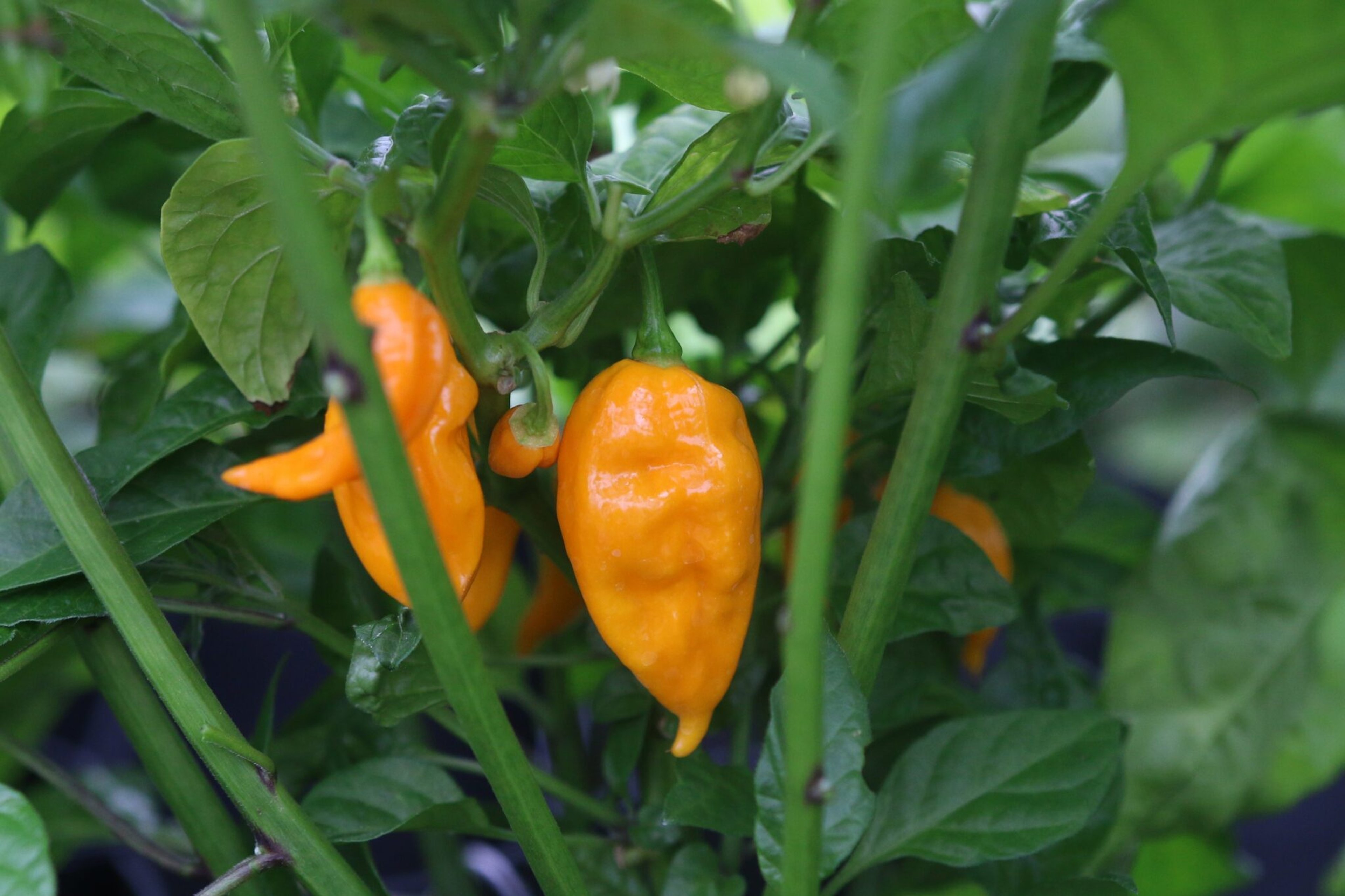 Bhut Jolokia Yellow - Svenskodlade chilifrön från Svenska Frön