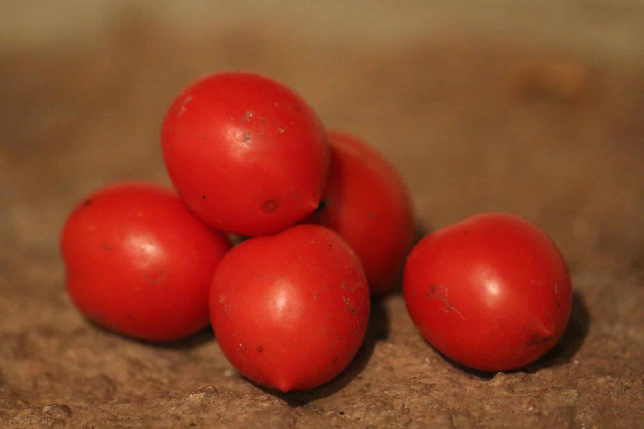 Köp Kmicic - Tomatfrön online hos Svenska Frön Kmicic - Svenskodlade tomatfrön från Svenska Frön