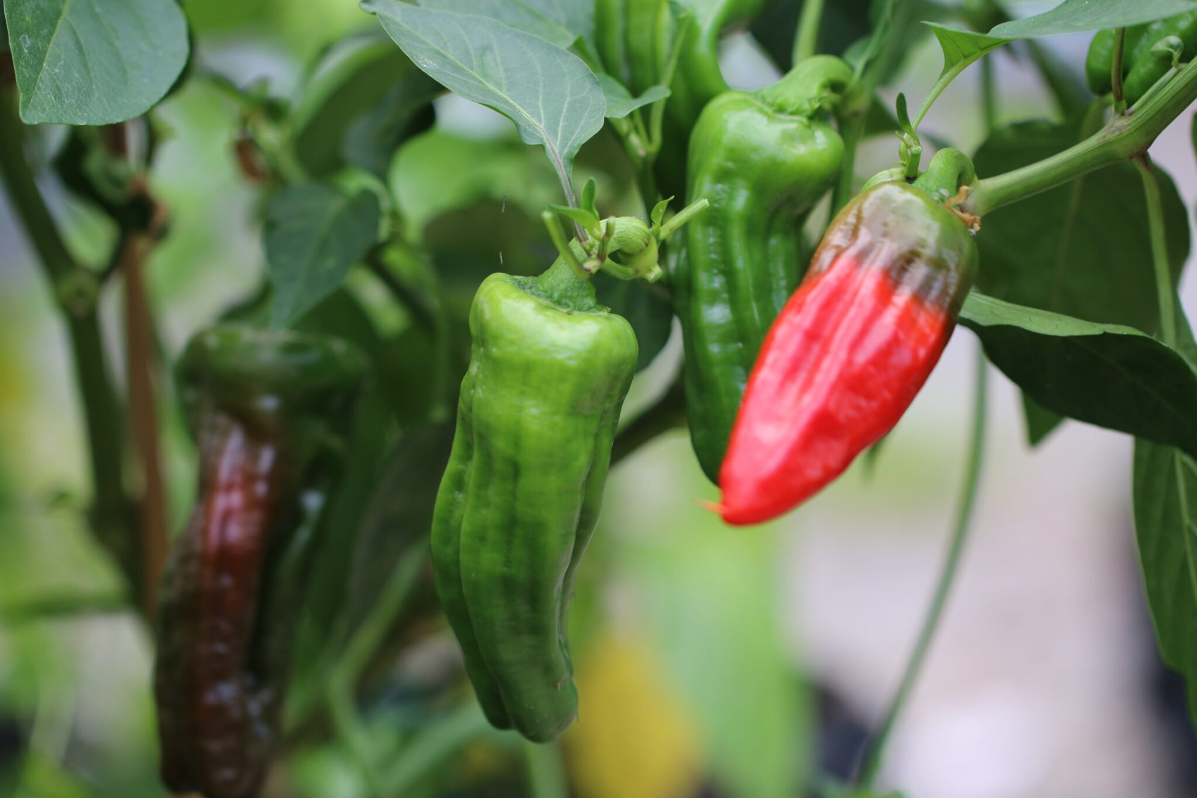 Aleppo - Svenskodlade chilifrön från Svenska Frön