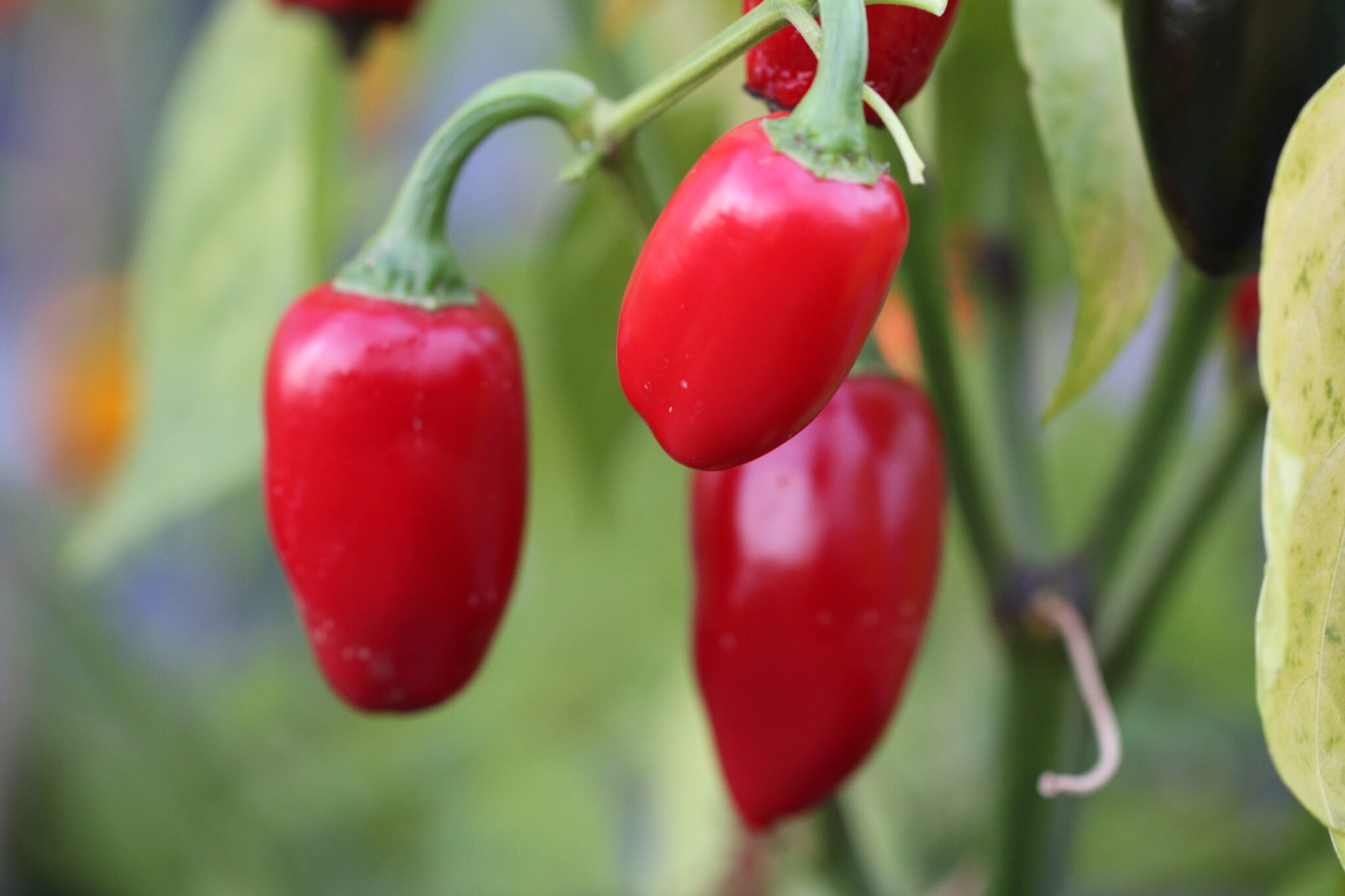 Jalapeno La Bomba - Svenskodlade chilifrön från Svenska Frön