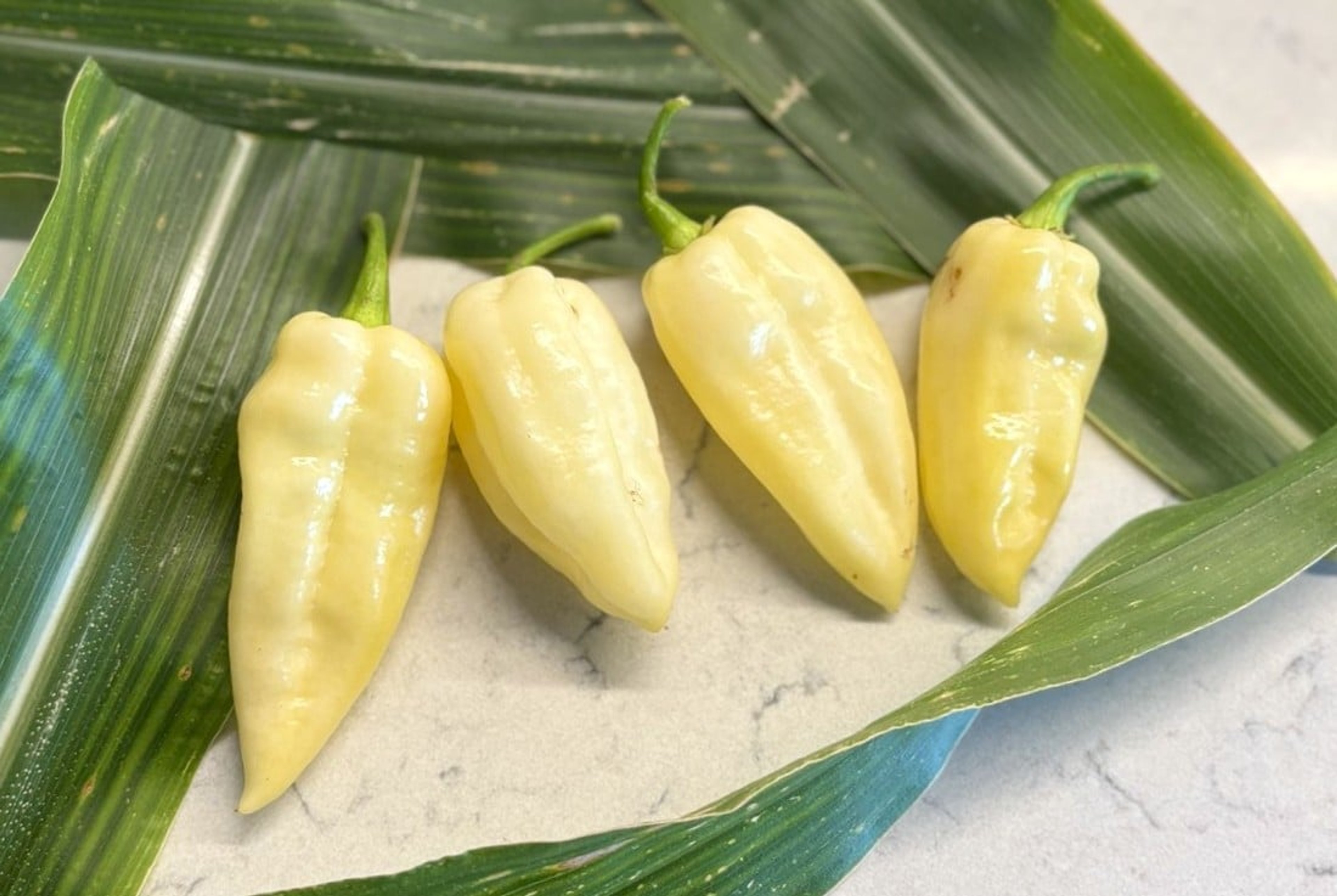 Fatalii White - Svenskodlade chilifrön från Chilifrön.se