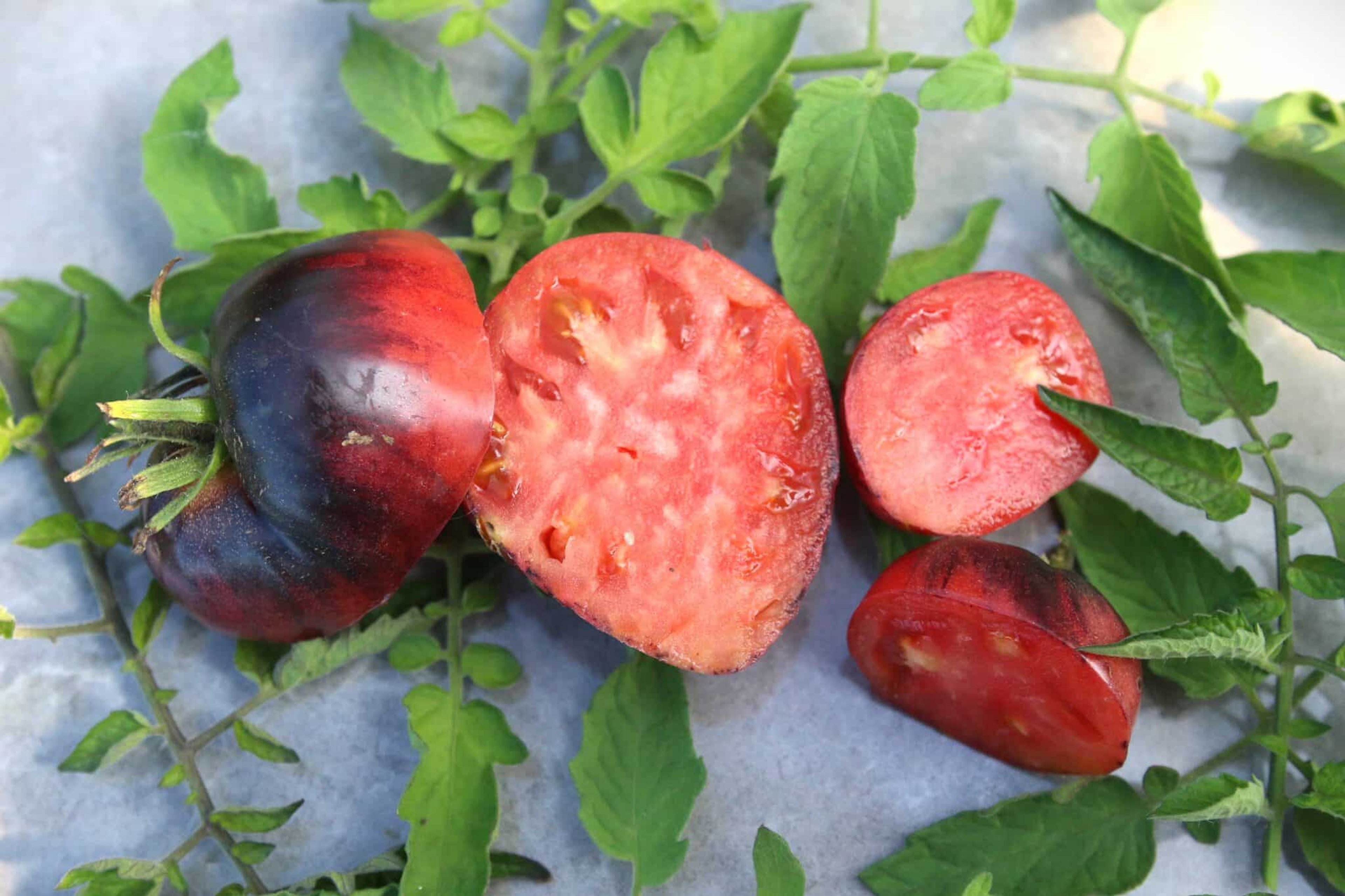 Sgt Pepper - Svenskodlade tomatfrön från Svenska Frön