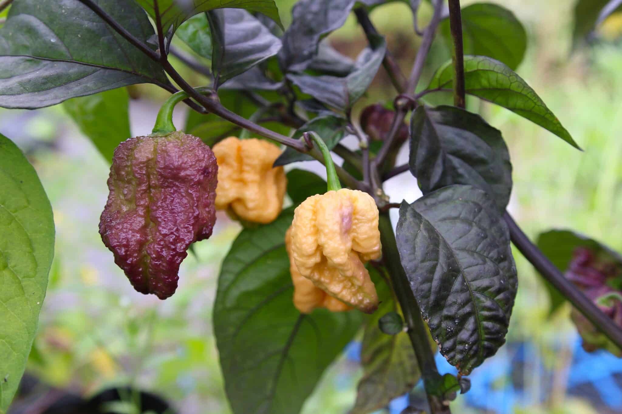 Köp Reaper Purple Peach - Chilifrön online hos Chilifrön.se Reaper Purple Peach