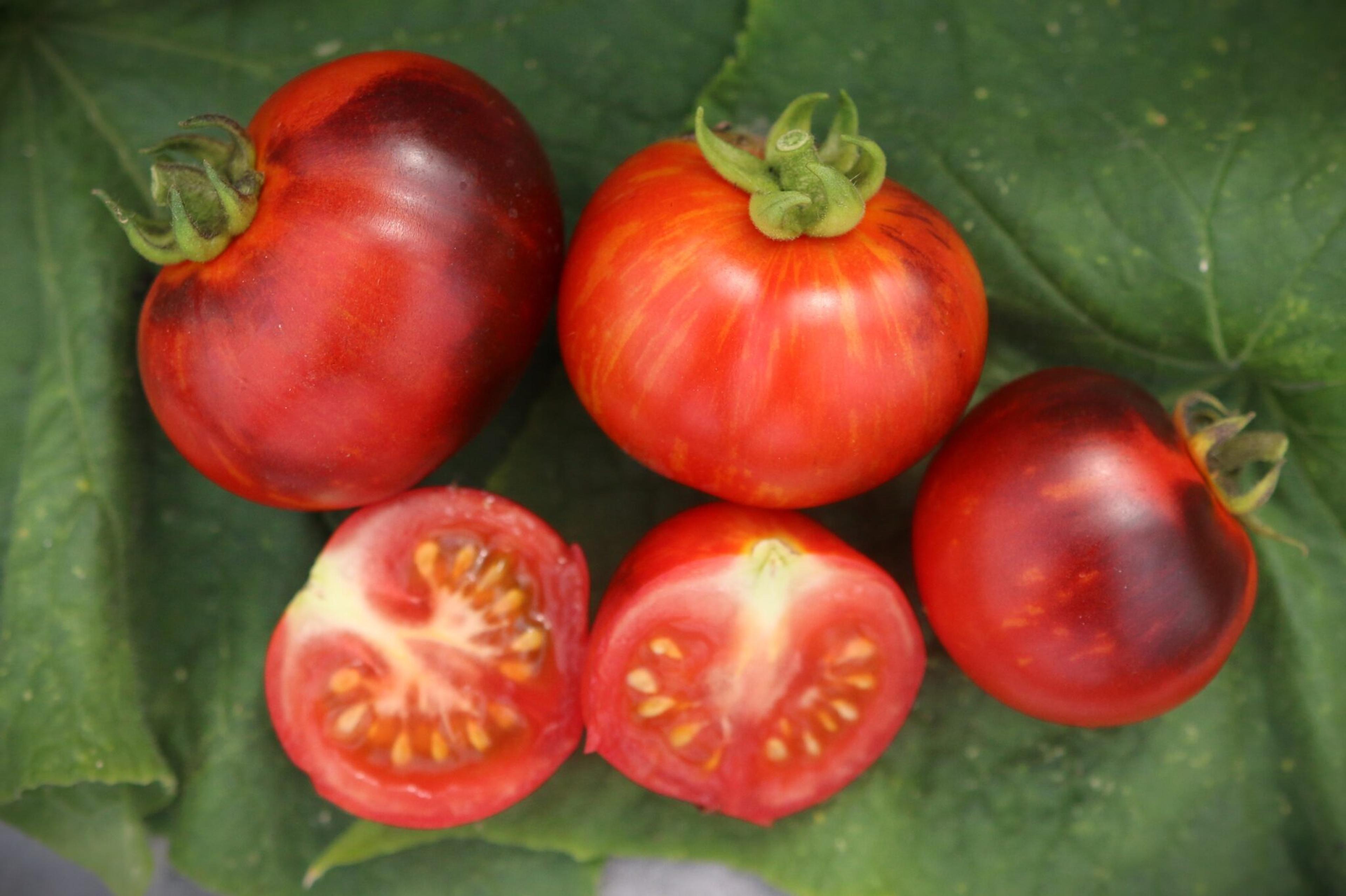 Antho Striped miniatyrbild 3