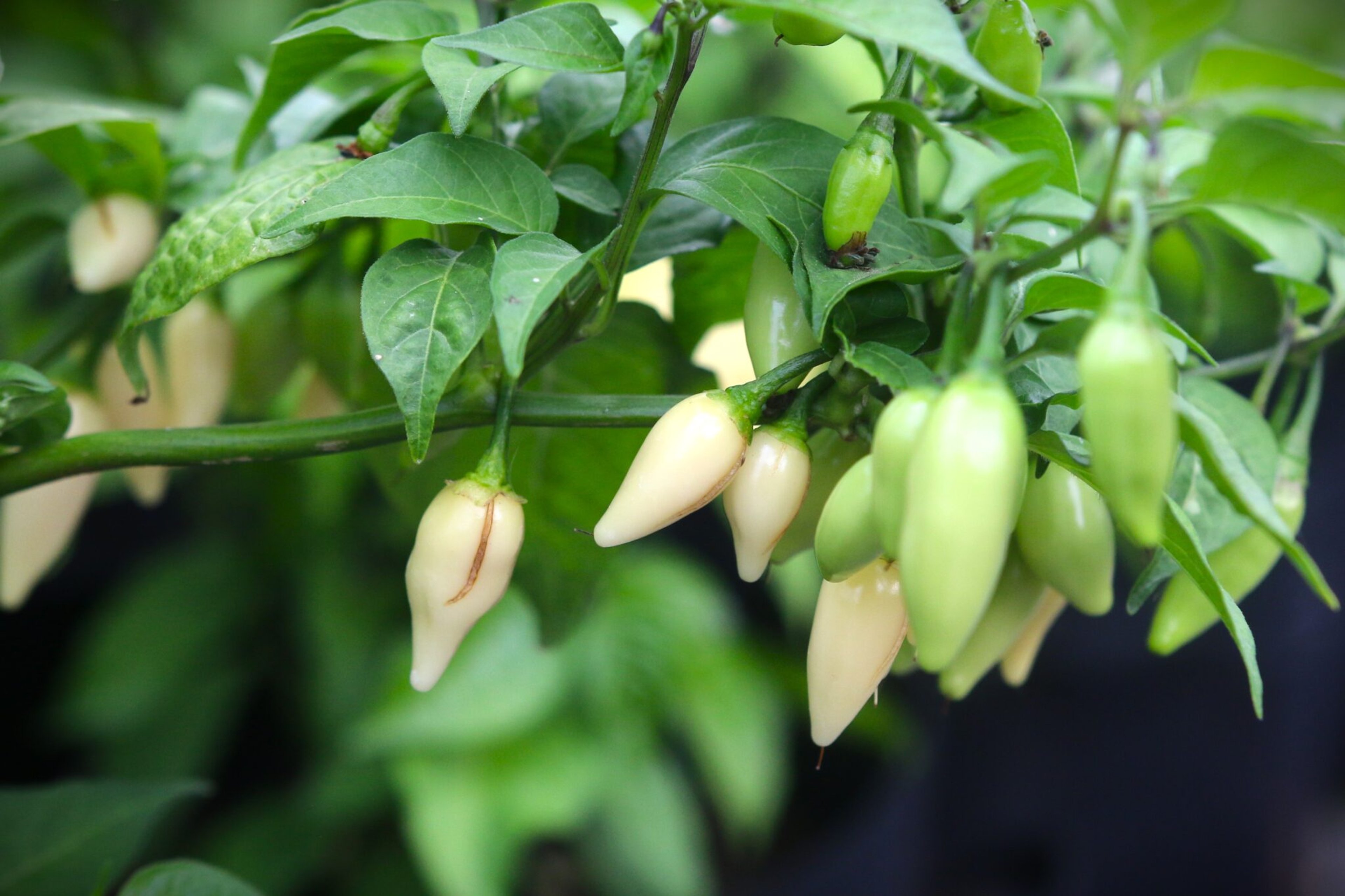 Coyote Teeth - Svenskodlade chilifrön från Svenska Frön