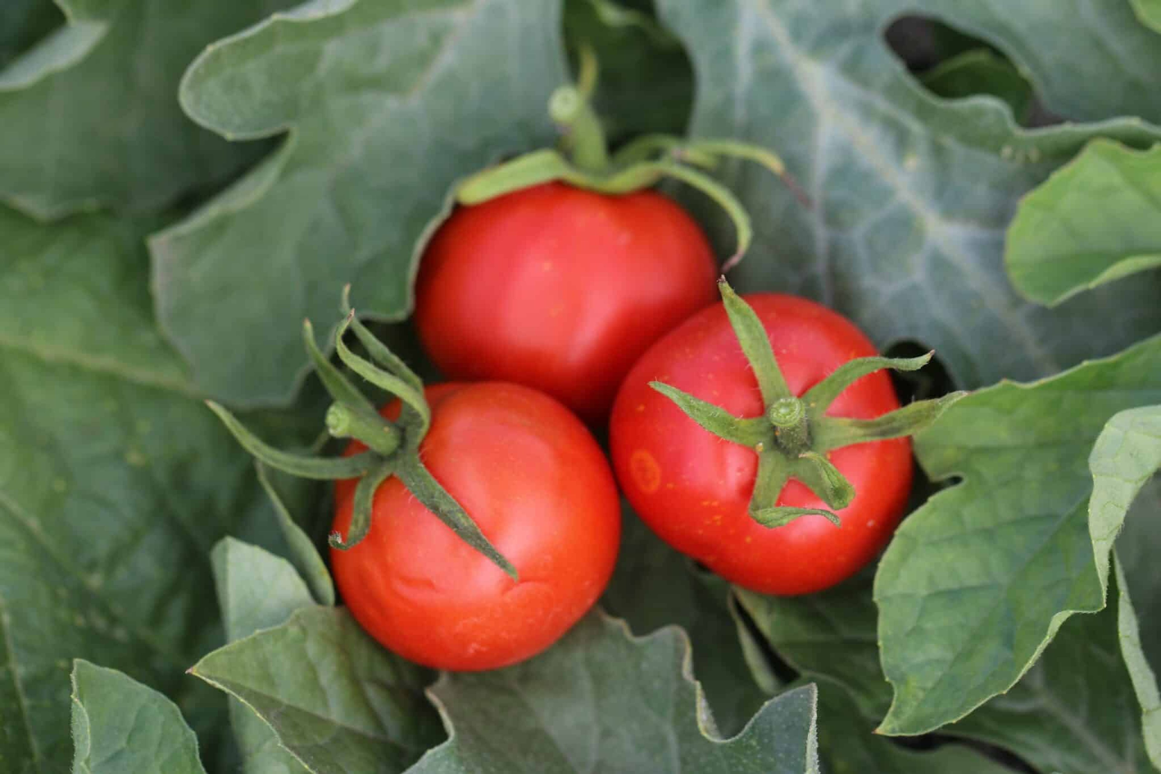 Outdoor girl - Svenskodlade tomatfrön från Svenska Frön