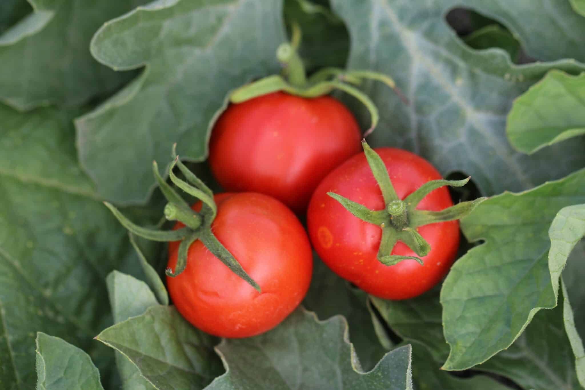 Köp Outdoor girl - Tomatfrön online hos Svenska Frön Outdoor girl - Svenskodlade tomatfrön från Svenska Frön